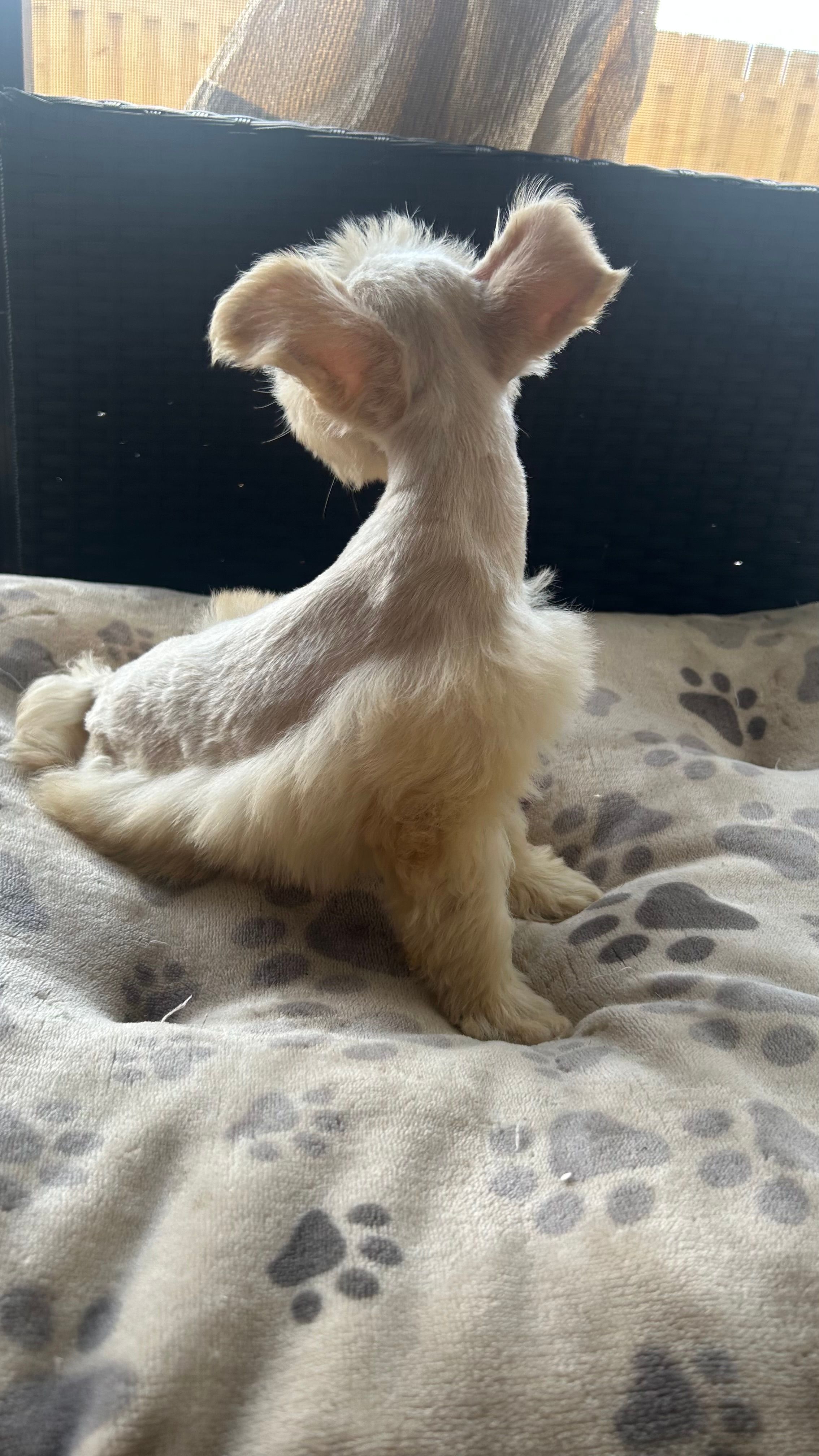 Snow White  – Miniature Schnauzer puppy for sale in Ruskin, FL