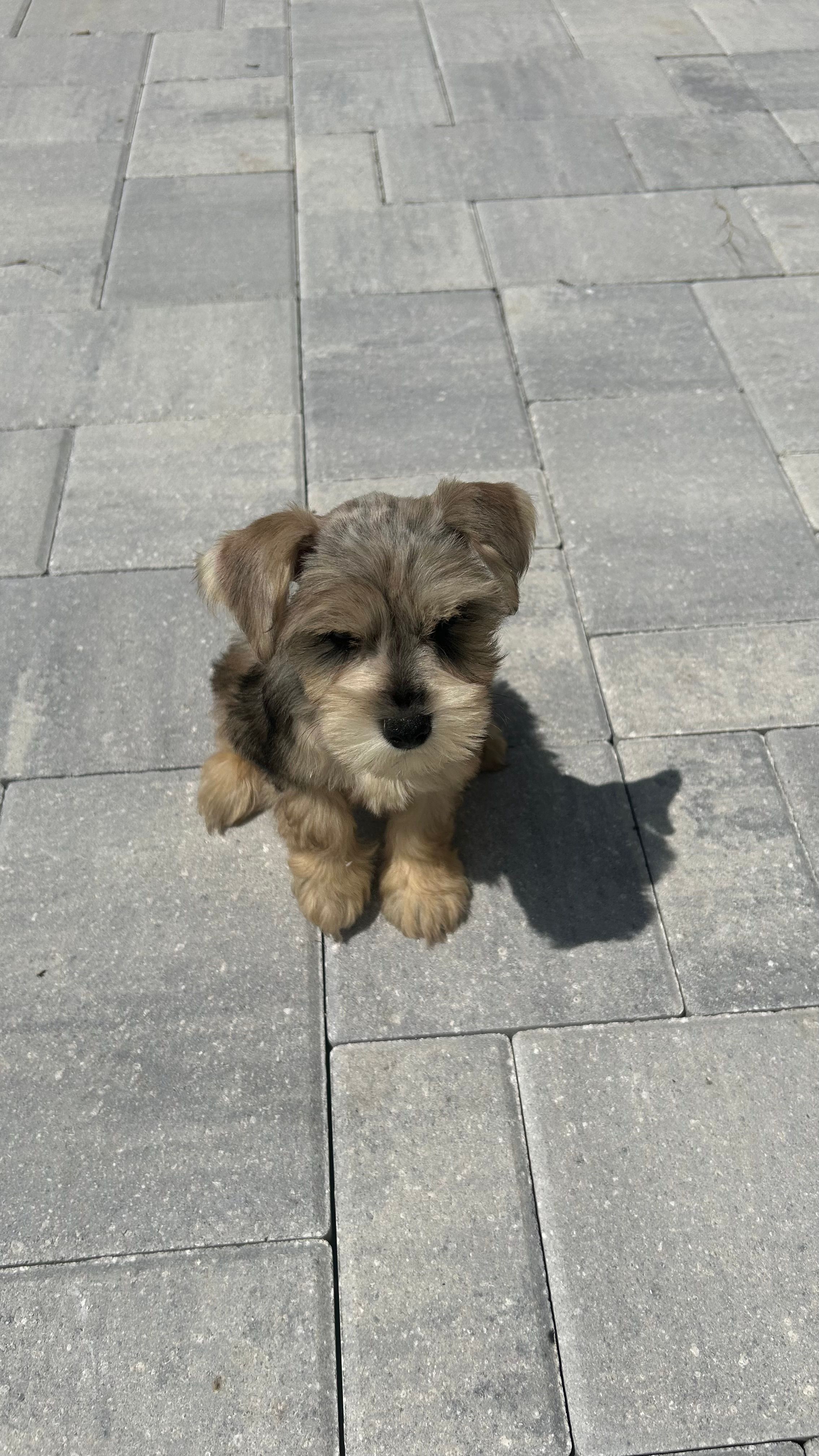 Lino’s Mocha – Miniature Schnauzer puppy for sale in Ruskin, FL