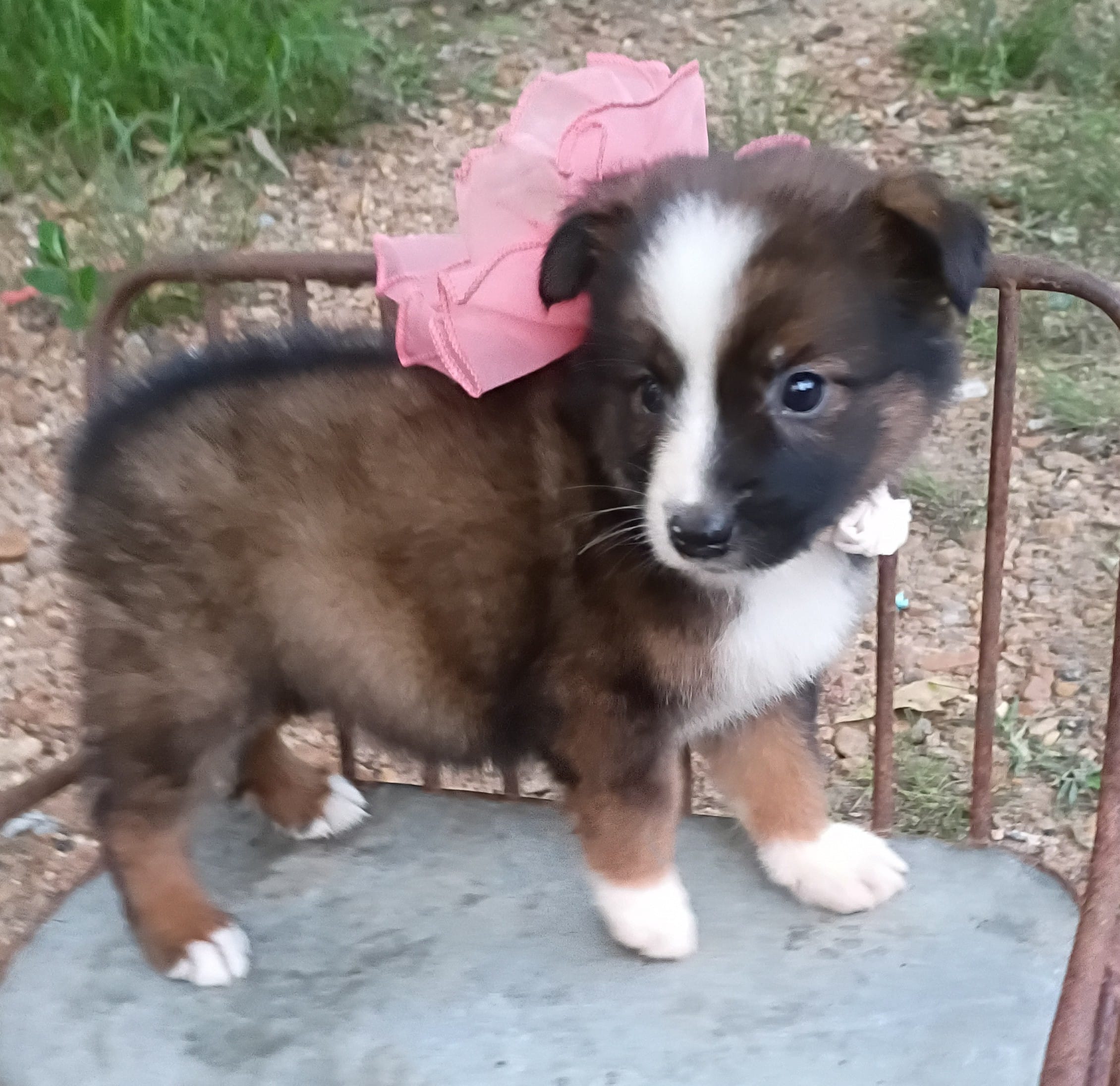 Peaches – Australian Shepherd puppy for sale in Sugartown, LA