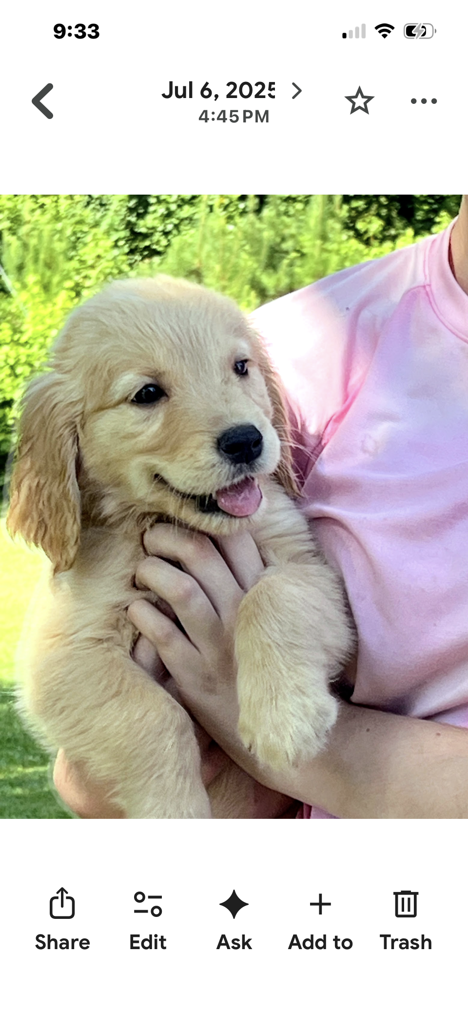 Casey – Golden Retriever puppy for sale in Atlanta, GA