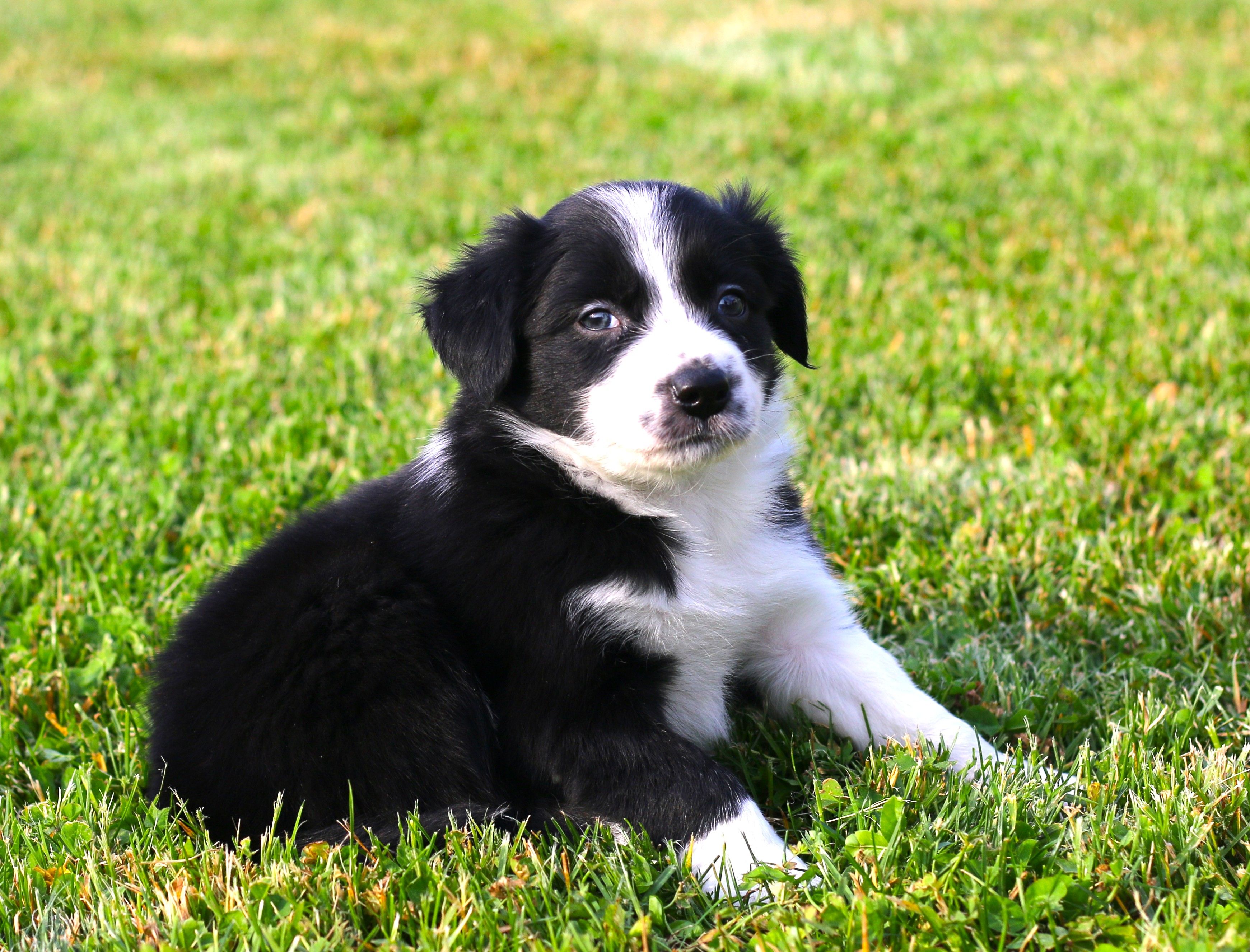 Checkers – Border Collie puppy for sale in Drumore, PA