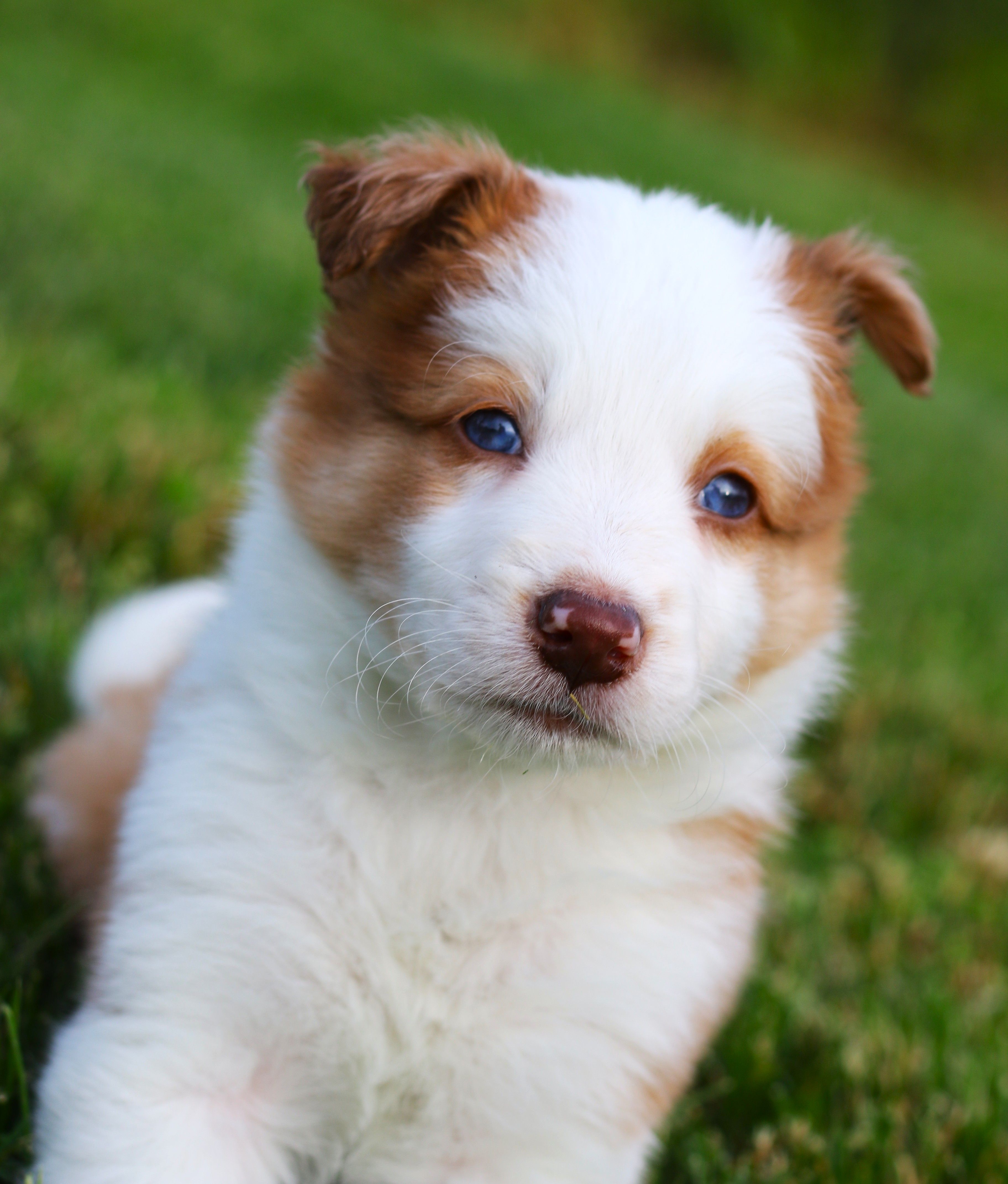 Finley – Border Collie puppy for sale in Drumore, PA