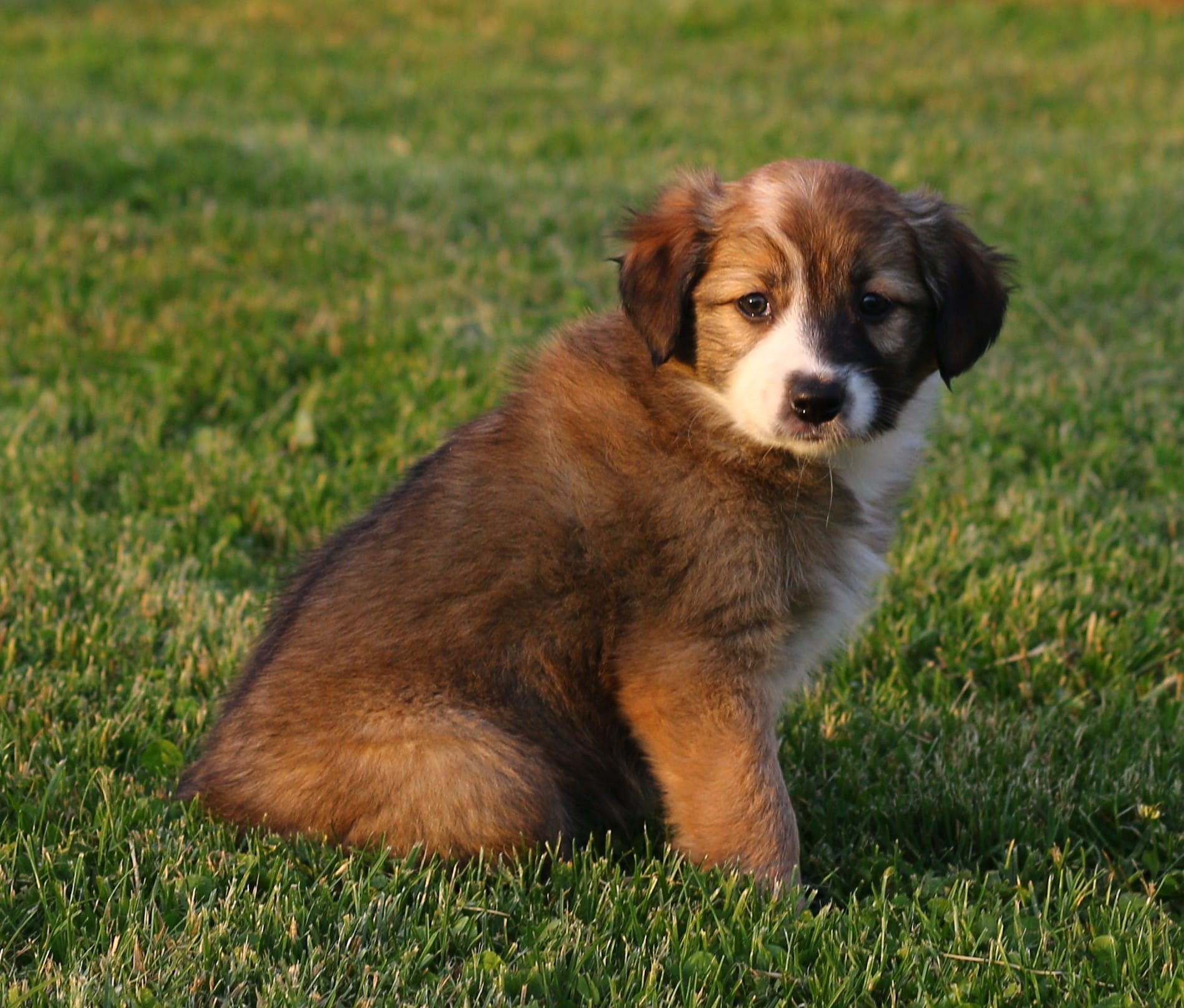 Miss Ivy – Border Collie puppy for sale in Drumore, PA