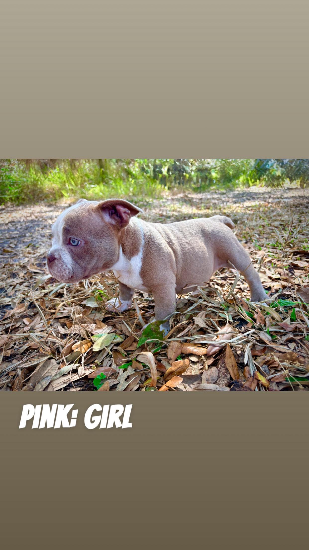 Pink Female