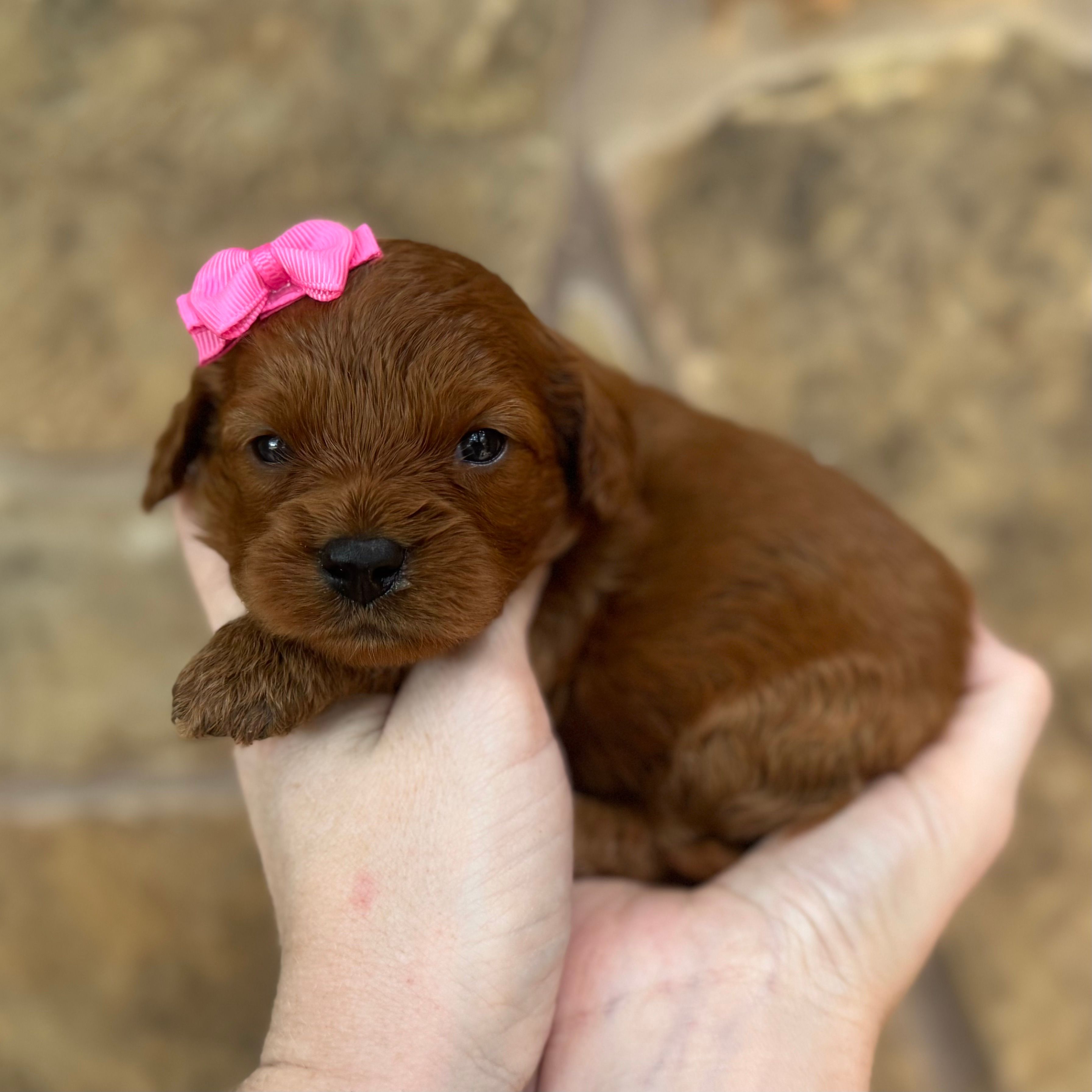 Frannie – Cavapoo puppy for sale in Fort Worth, TX