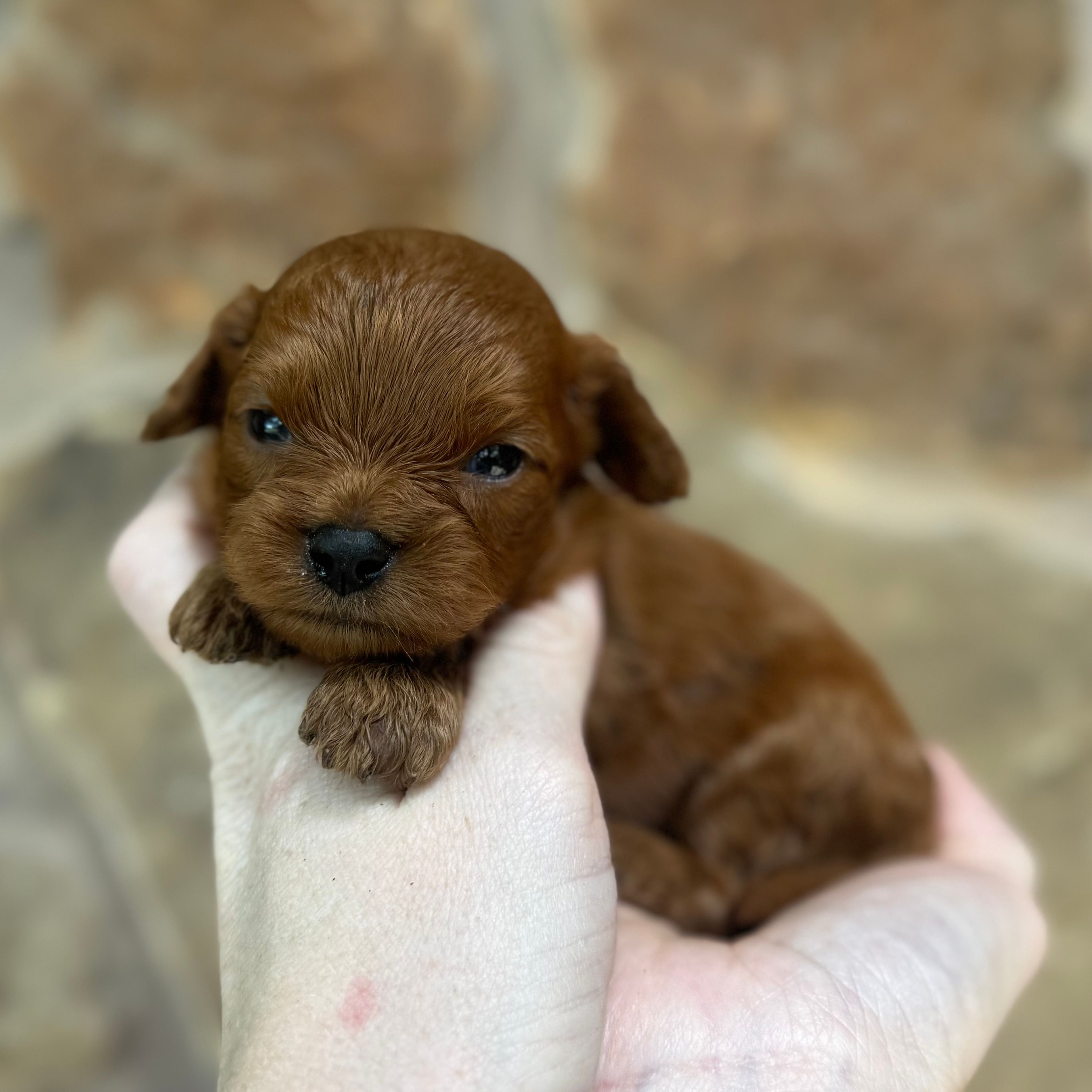 Froyo  – Cavapoo puppy for sale in Fort Worth, TX