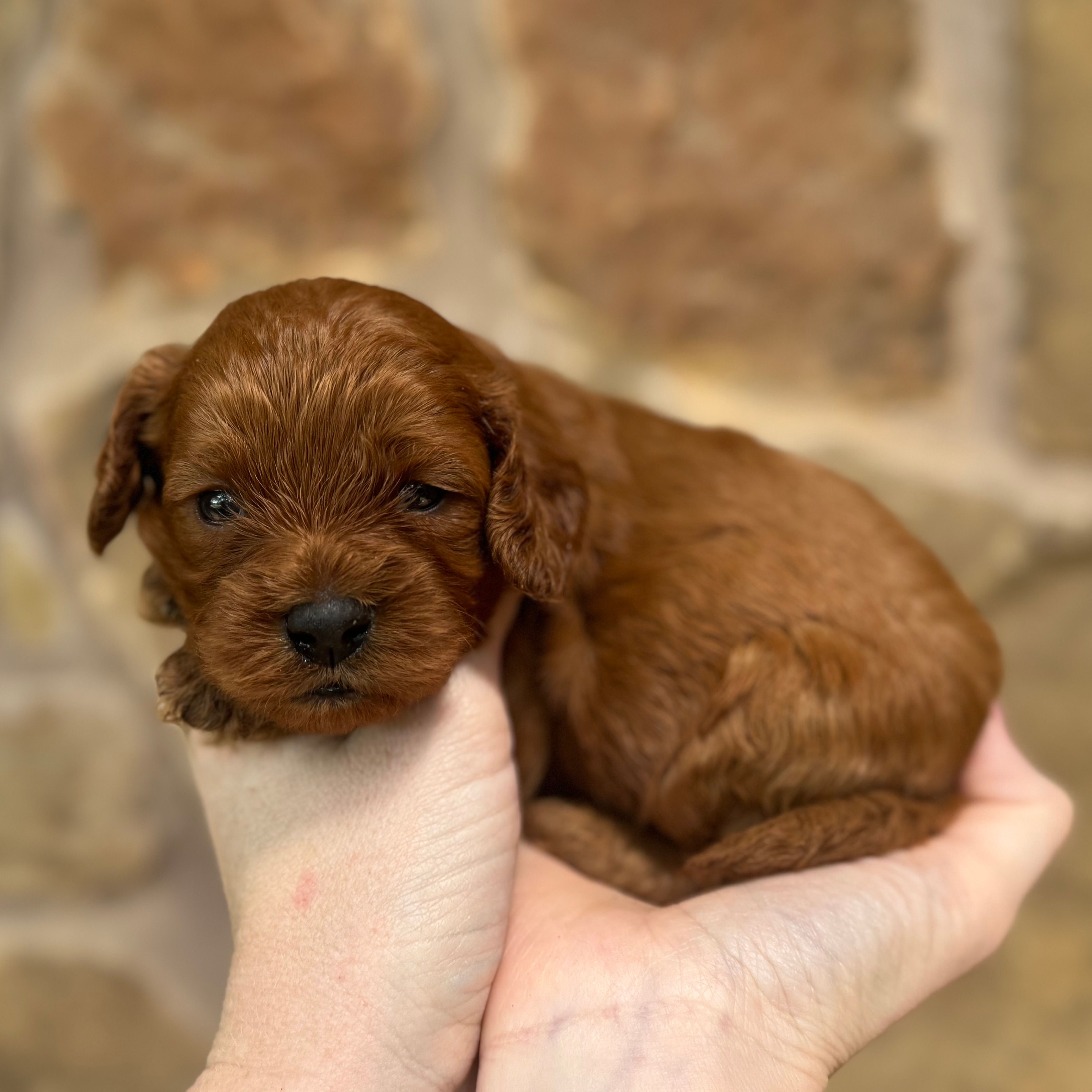 Frisbee  – Cavapoo puppy for sale in Fort Worth, TX