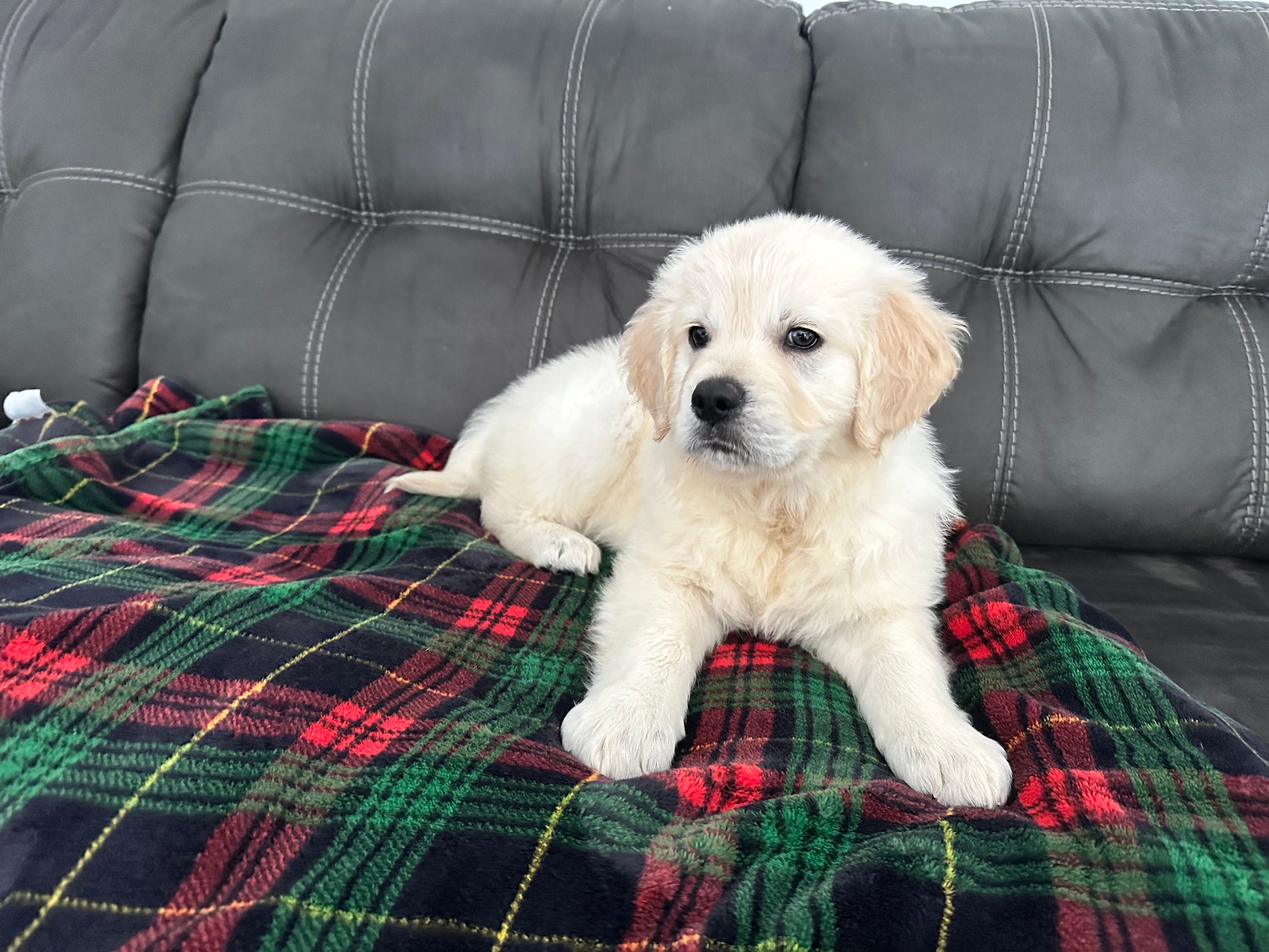 Bella  – Golden Retriever puppy for sale in Miami, FL