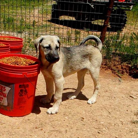 AKC- DENALI – Anatolian Shepherd Dog puppy for sale in Yellville, AR