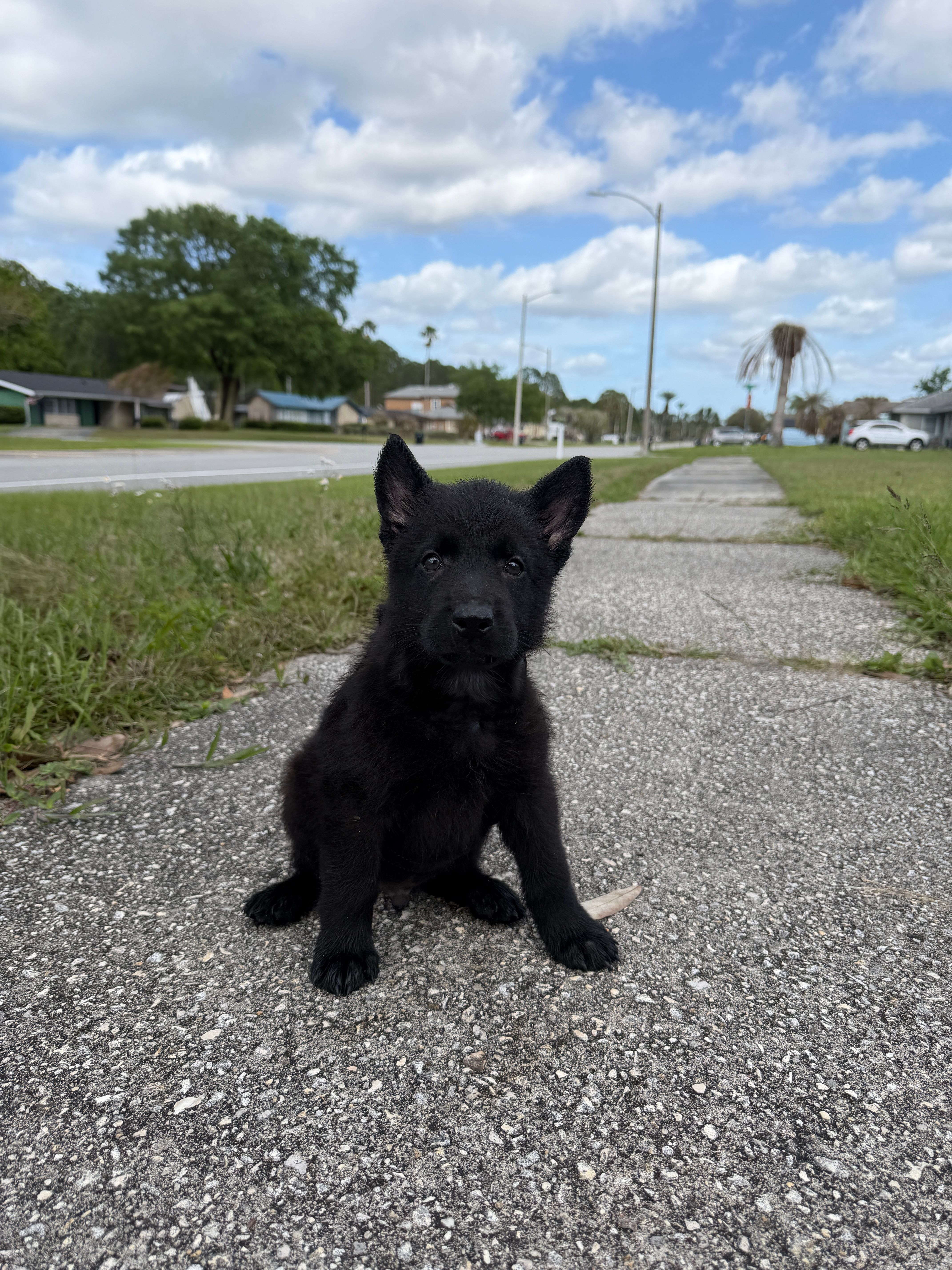 Aramis Male Green Collar – German Shepherd Dog puppy for sale in Orlando, FL