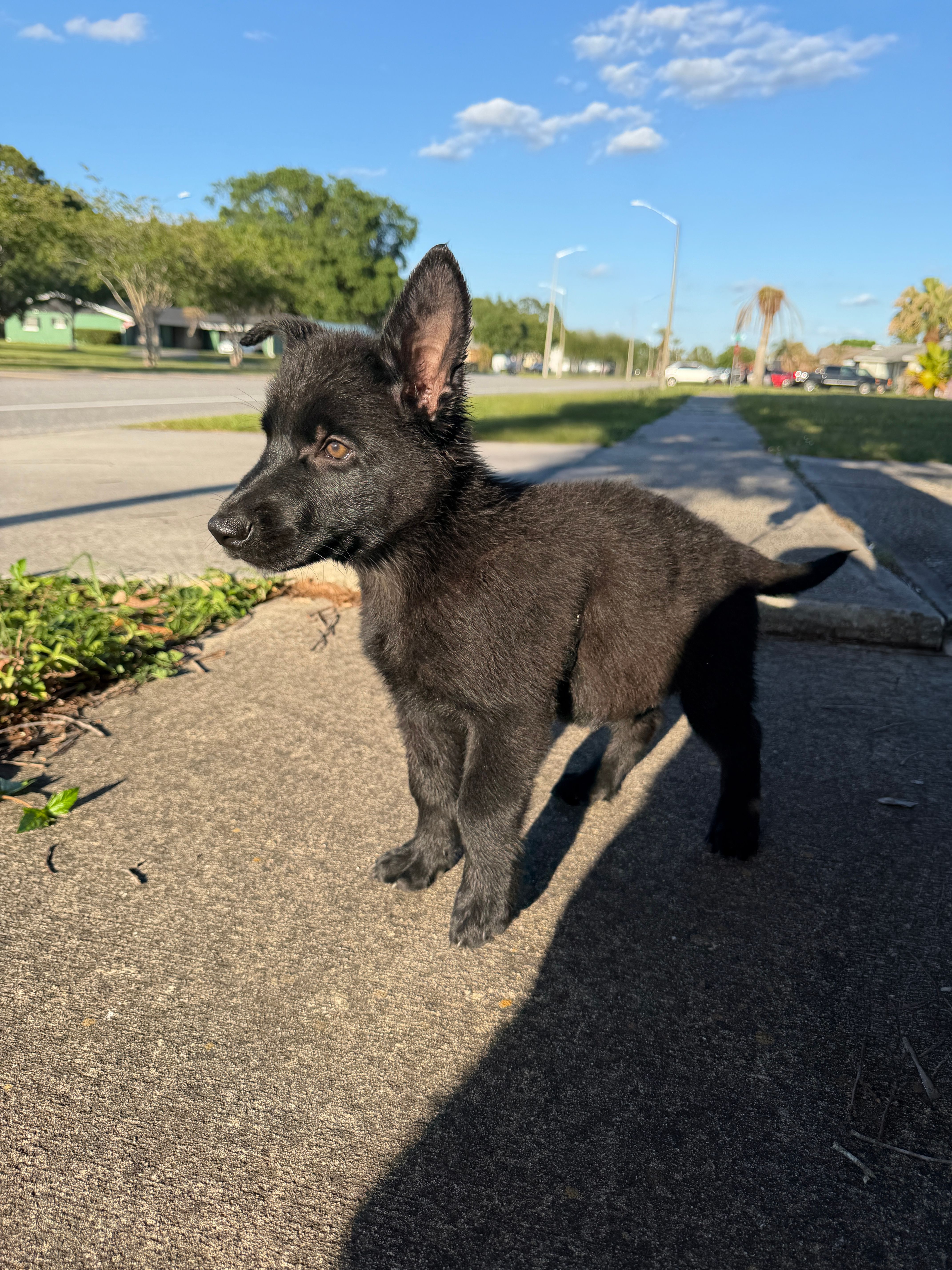 Aramis Male Green Collar – German Shepherd Dog puppy for sale in Orlando, FL