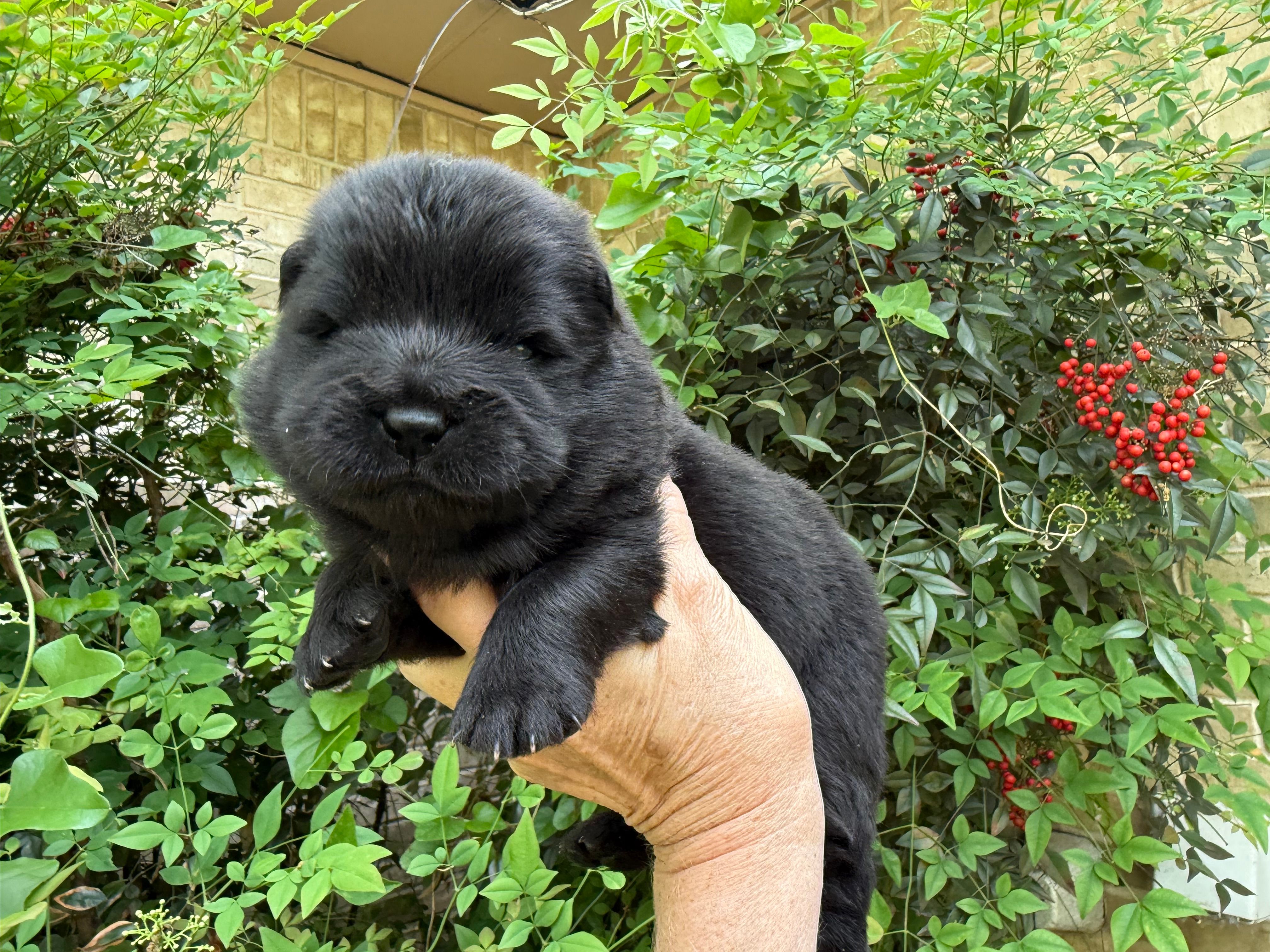 Black WILLIAM – Chow Chow puppy for sale in Austin, TX