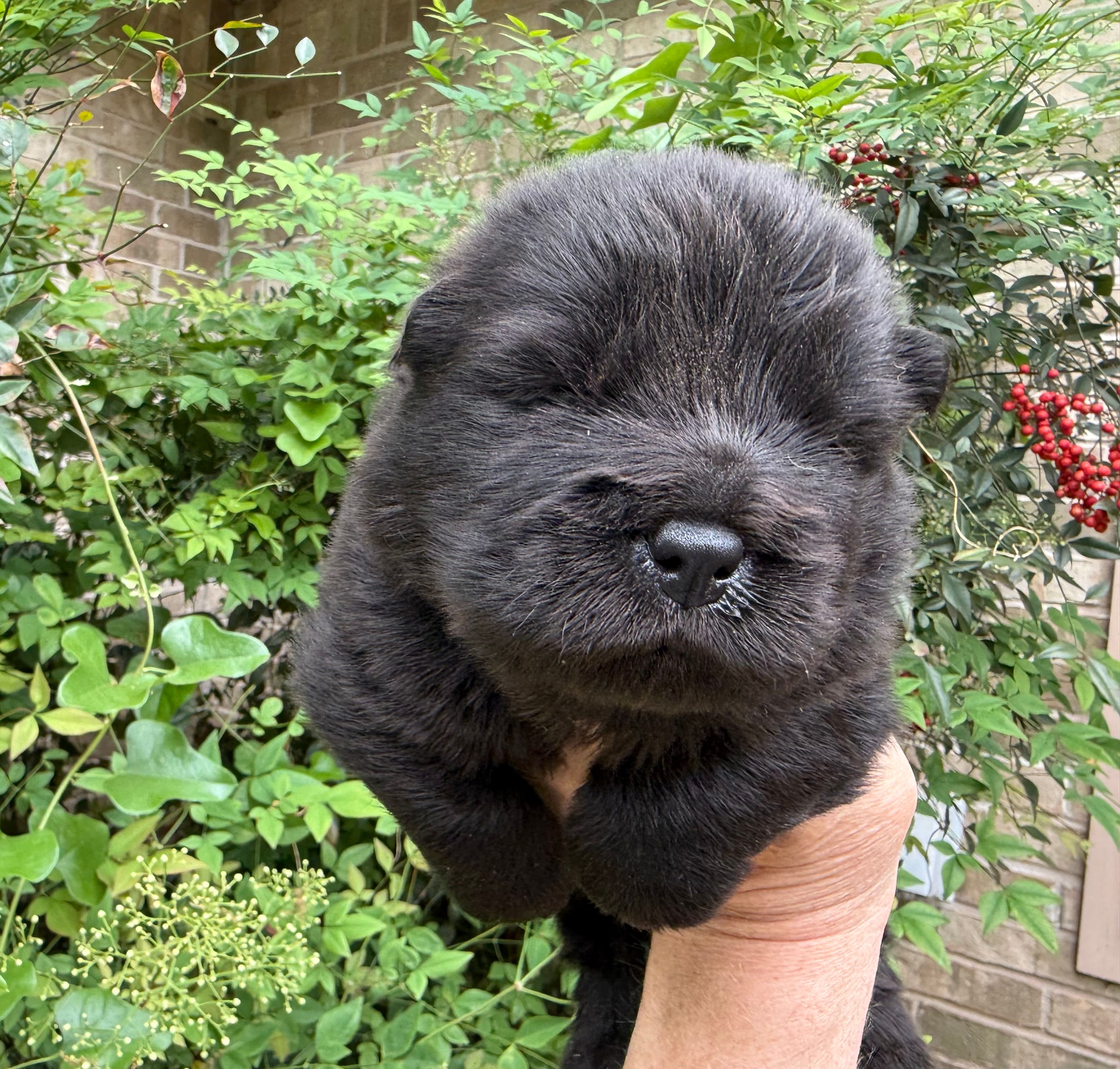 Black WILLOW – Chow Chow puppy for sale in Austin, TX