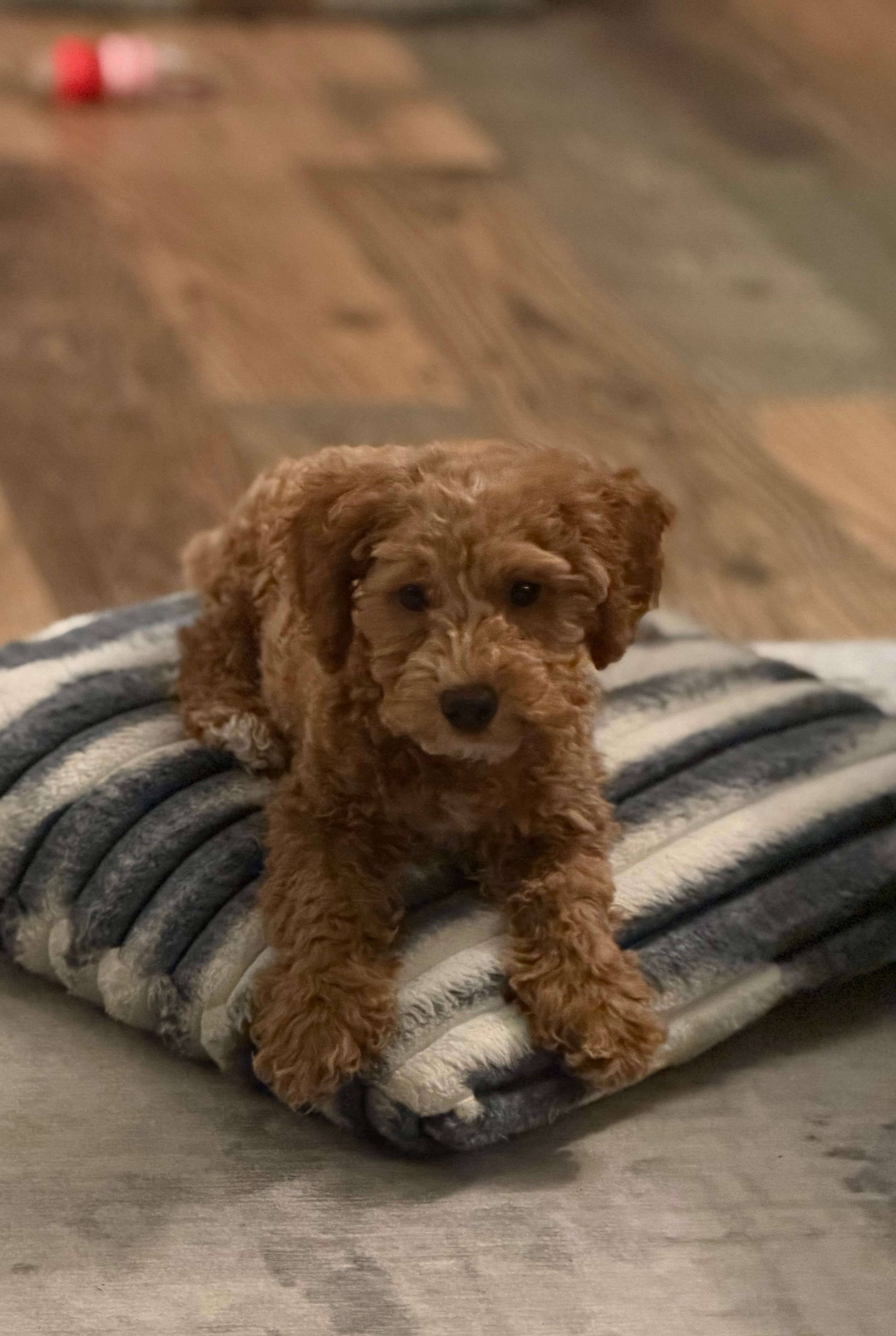 Cash (AKC) – Poodle - Toy  puppy for sale in Kittanning, PA
