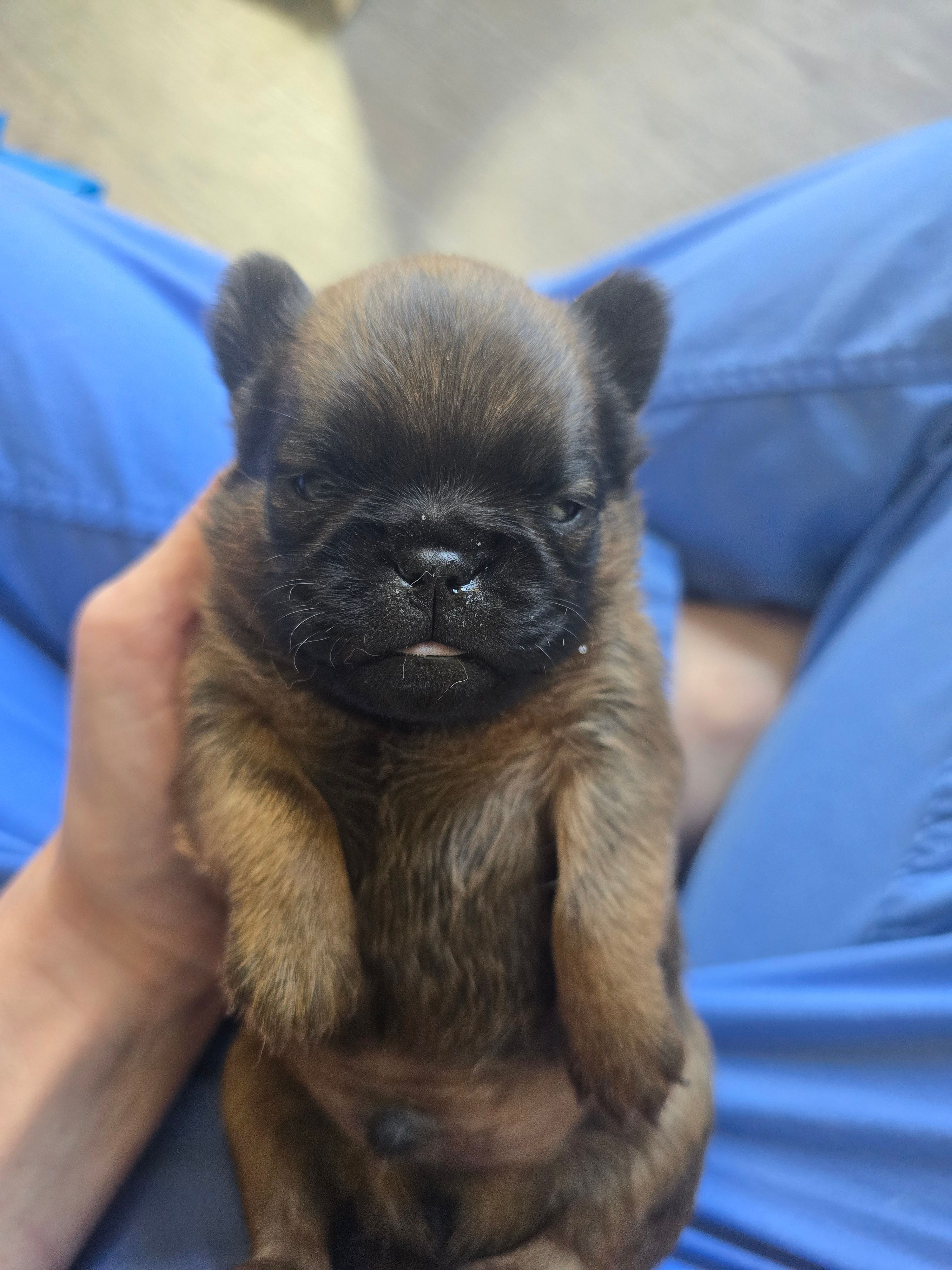 Derik – Brussels Griffon puppy for sale in Pocola, OK