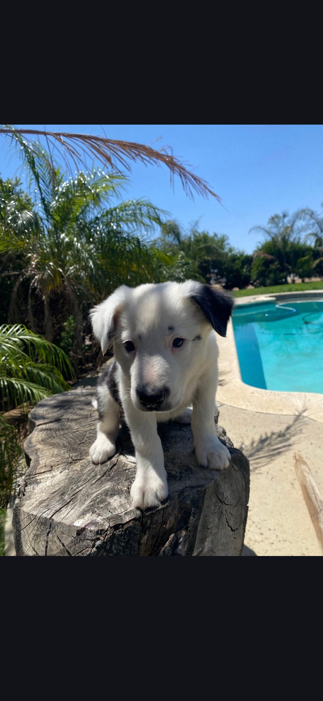 Spot – Border Collie puppy for sale in Riverside, CA