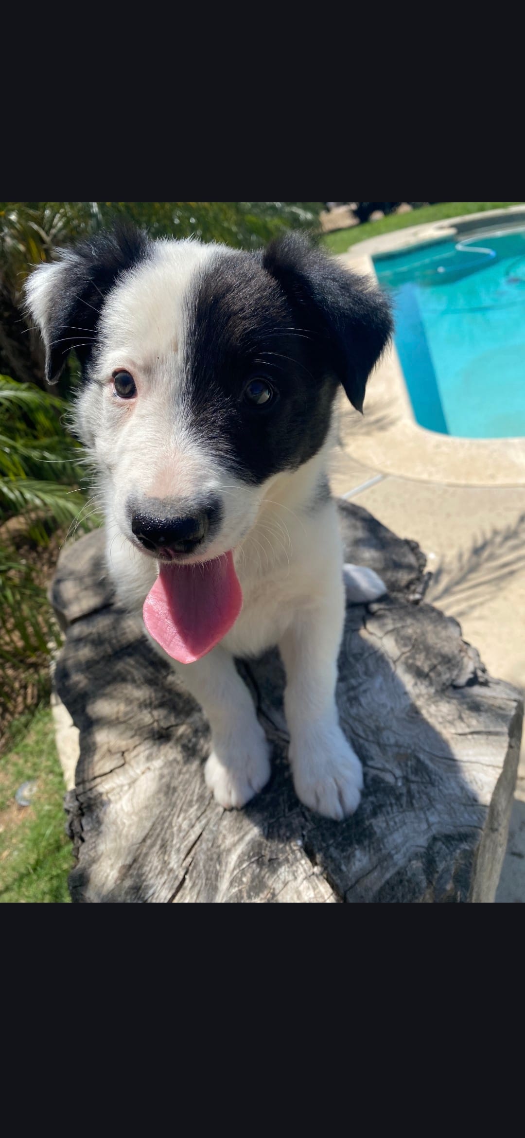 Lily – Border Collie puppy for sale in Riverside, CA