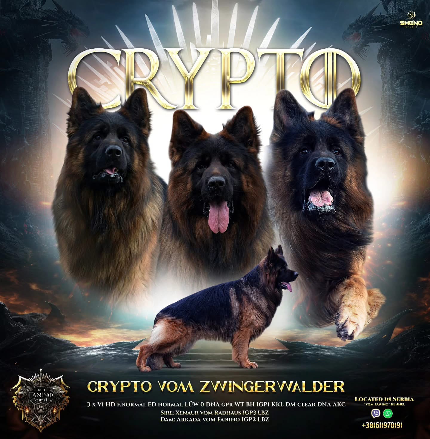 Champion Sired LH Imports