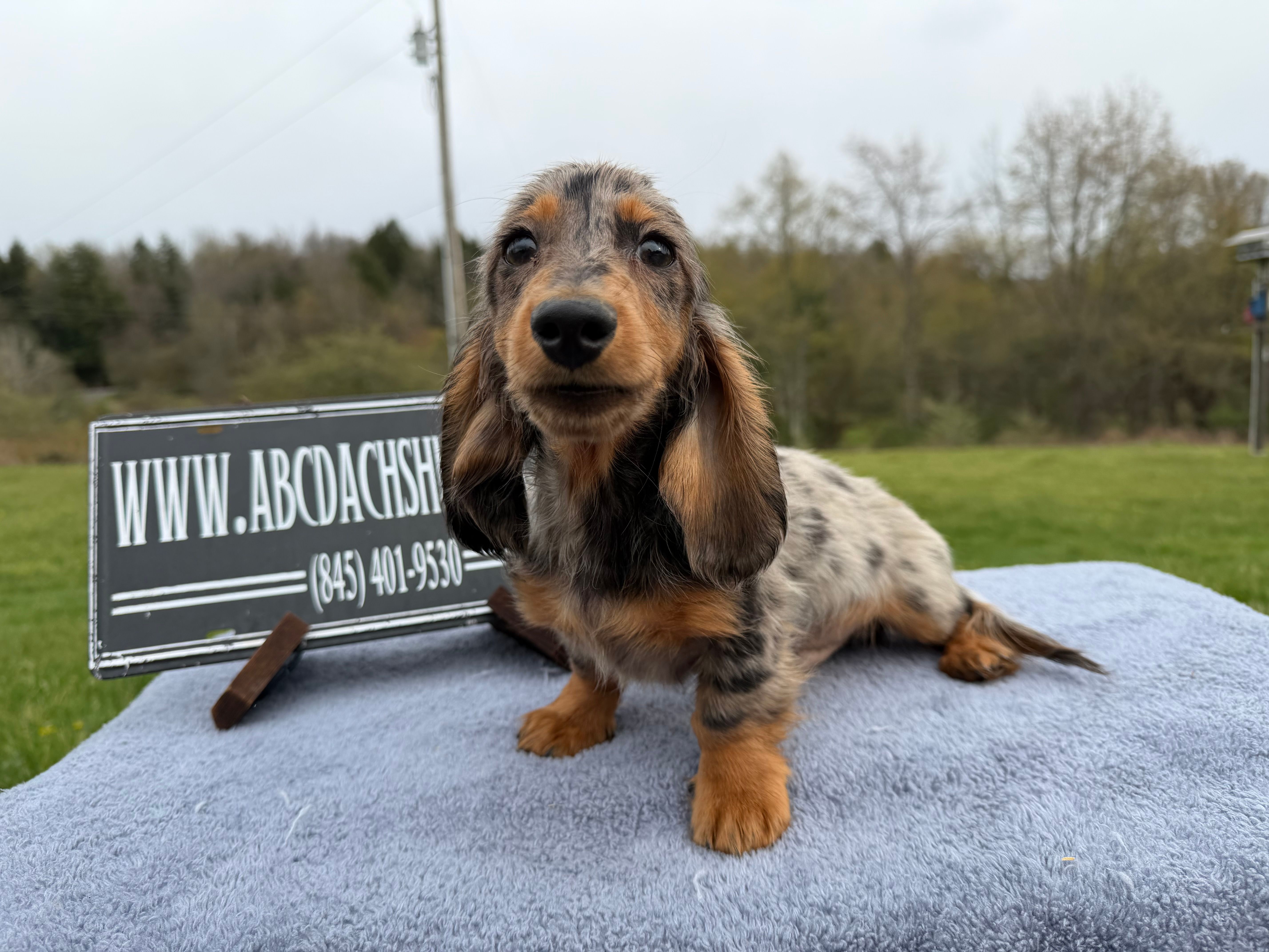 AKC show boy- russian – Miniature Dachshund puppy for sale in Oneonta, NY