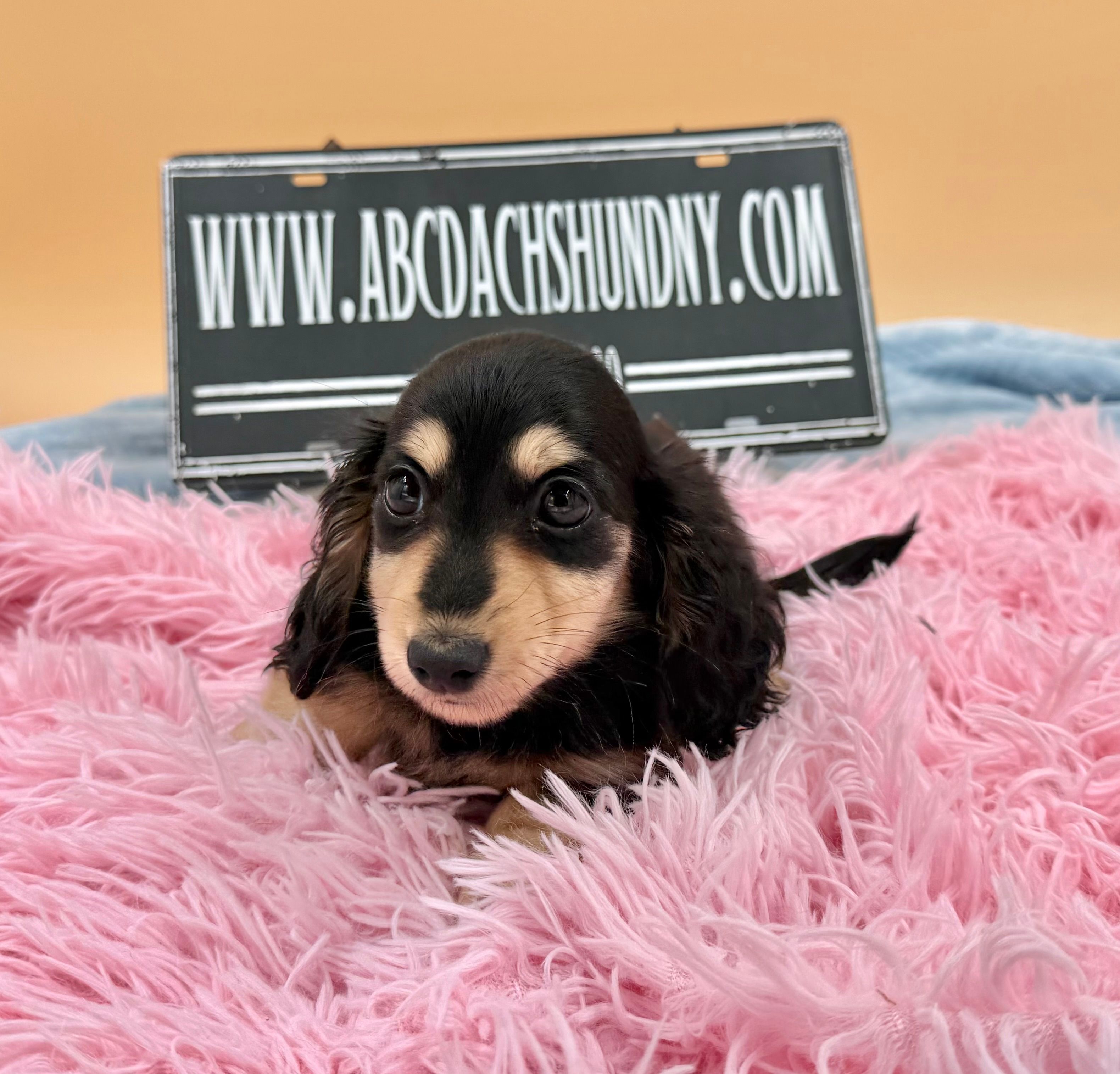 Russian – Miniature Dachshund puppy for sale in Oneonta, NY