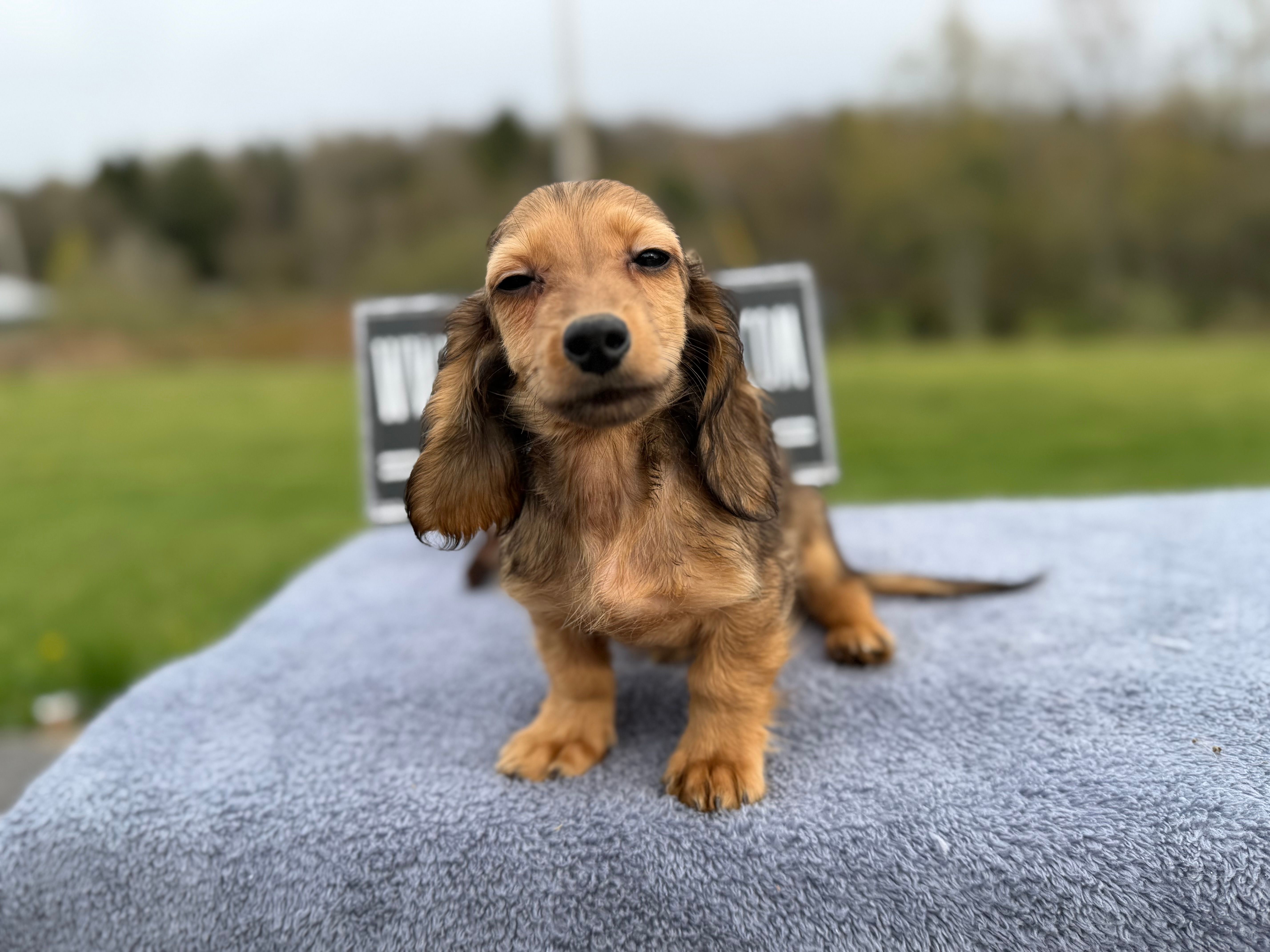 Import Carrie’s ee cream – Miniature Dachshund puppy for sale in Oneonta, NY