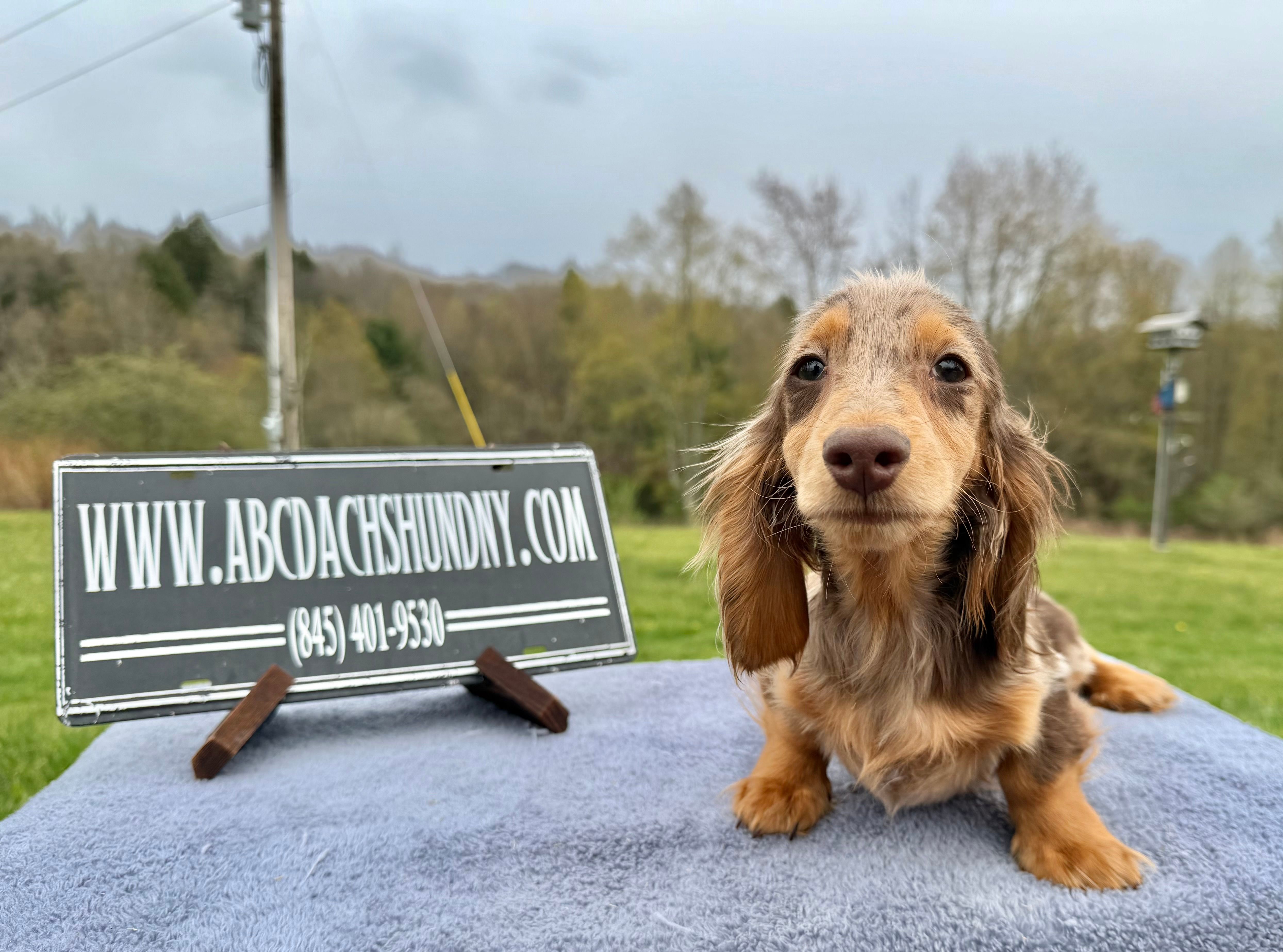 Pork chops AKC show boy blue eye – Miniature Dachshund puppy for sale in Oneonta, NY