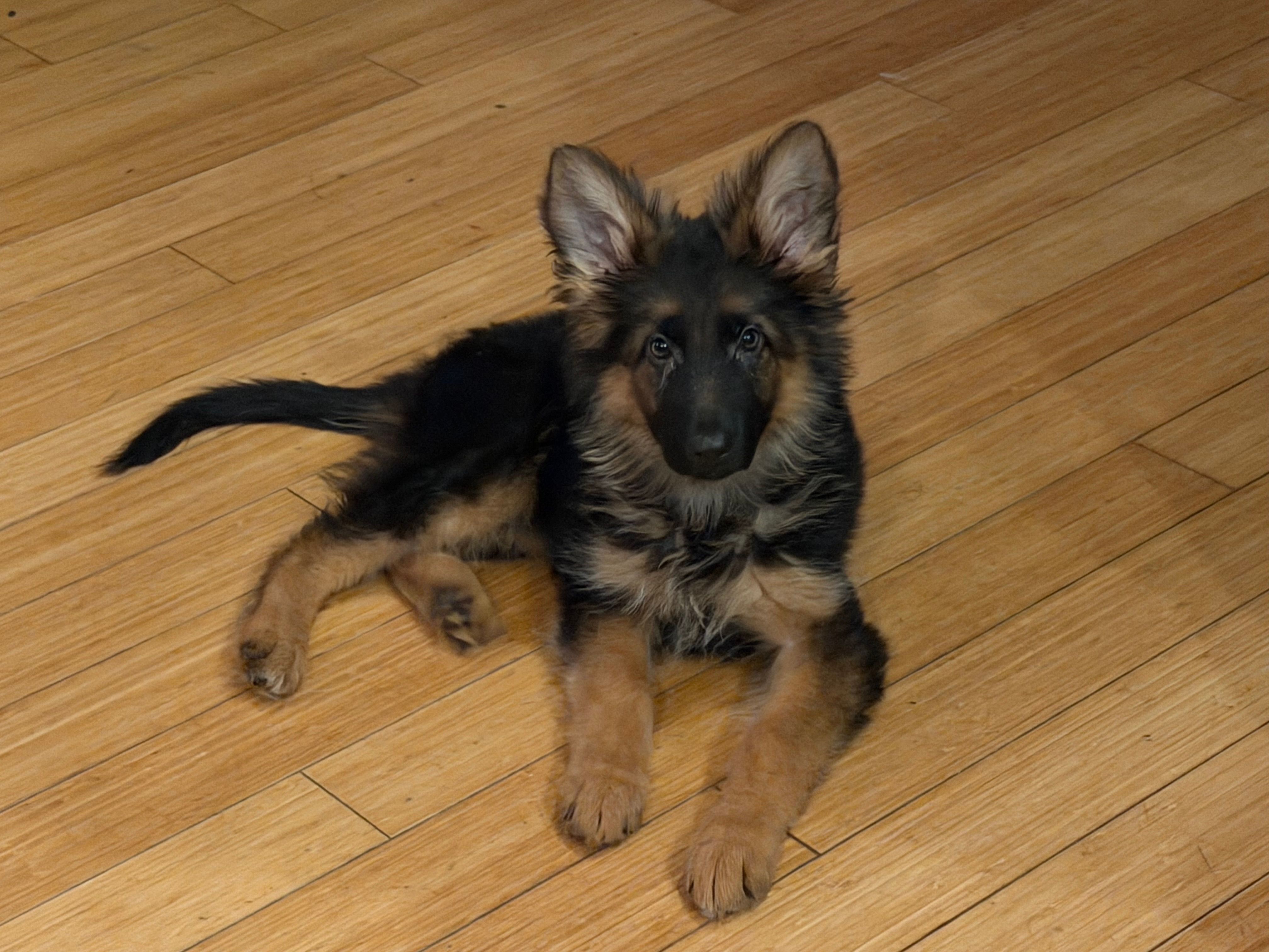 Import LH – German Shepherd Dog puppy for sale in Oneonta, NY