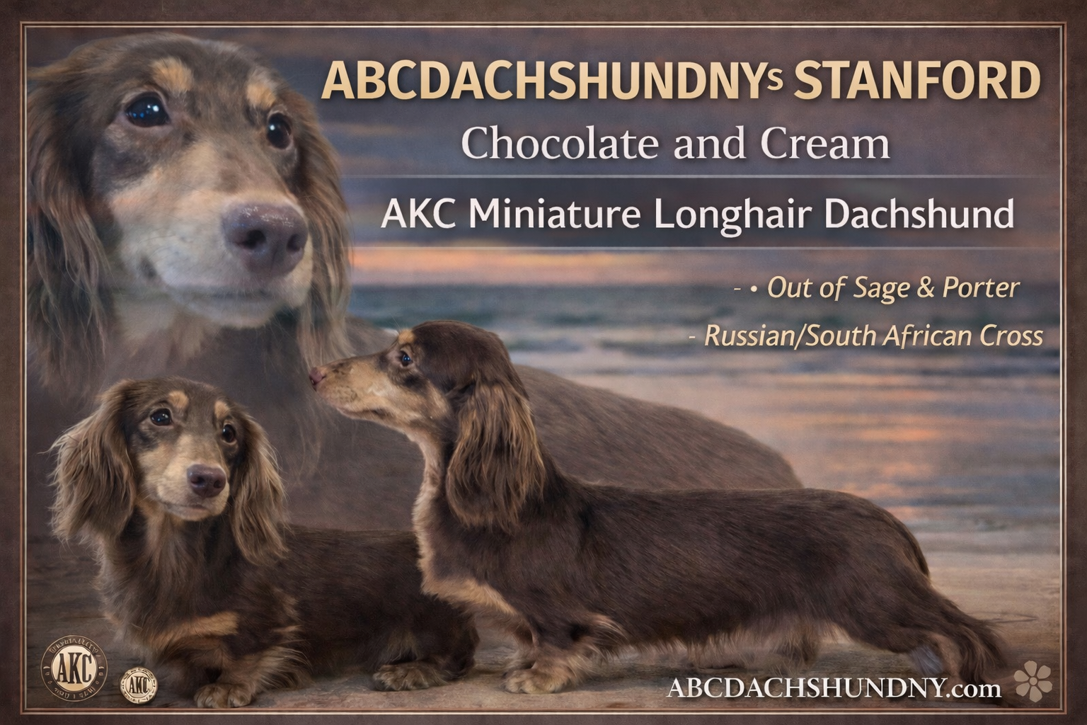 AKC Russian carry cream, a male Miniature Dachshund for sale in Oneonta, NY – Photo 7 of 9