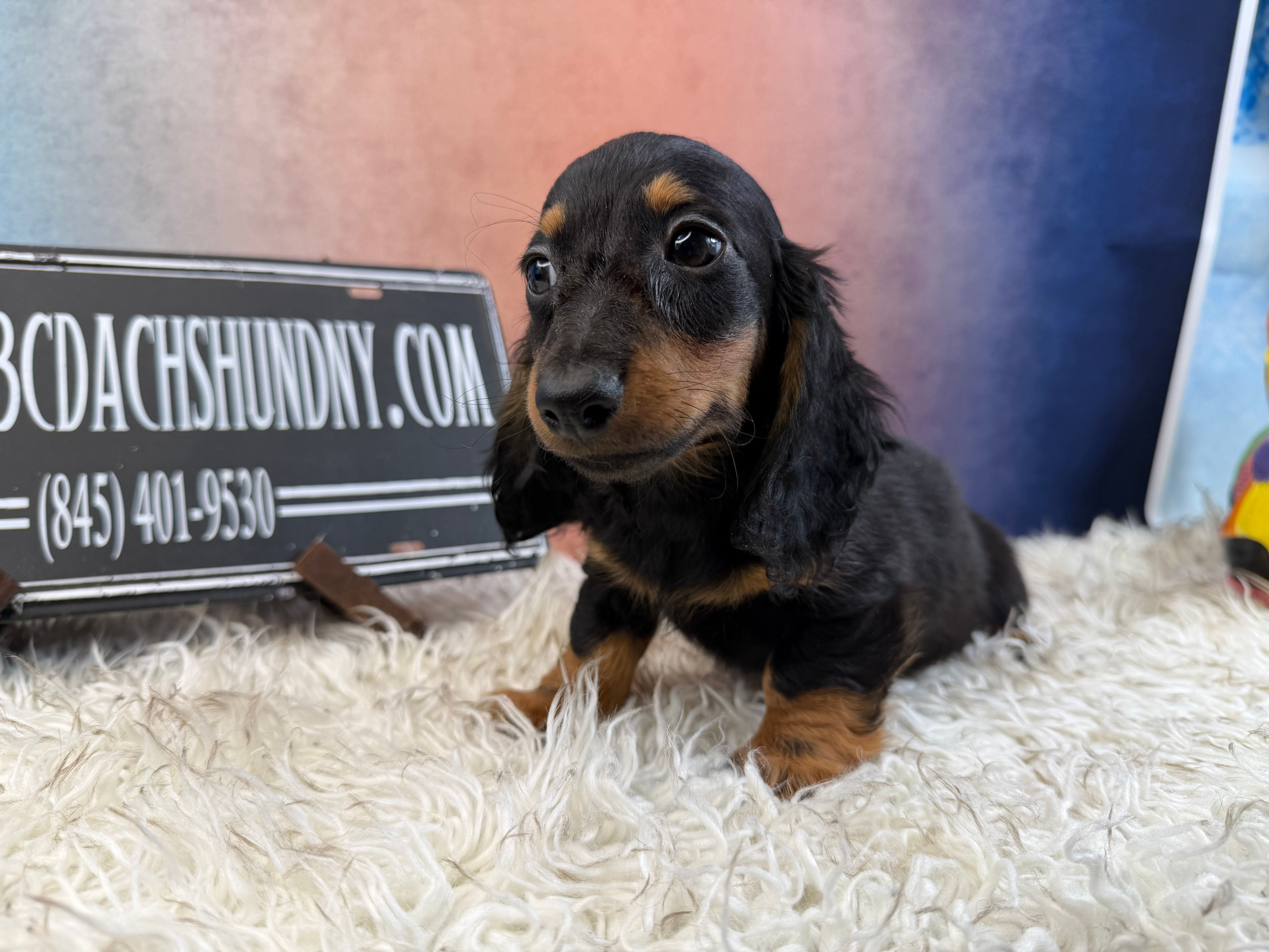 AKC PRA clear import