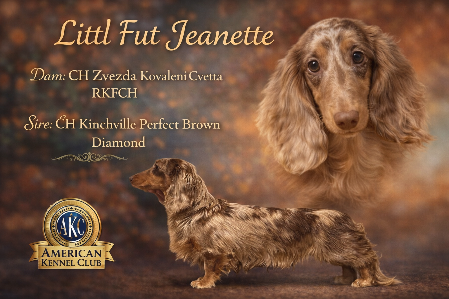 AKC Russian carry cream, a male Miniature Dachshund for sale in Oneonta, NY – Photo 6 of 9