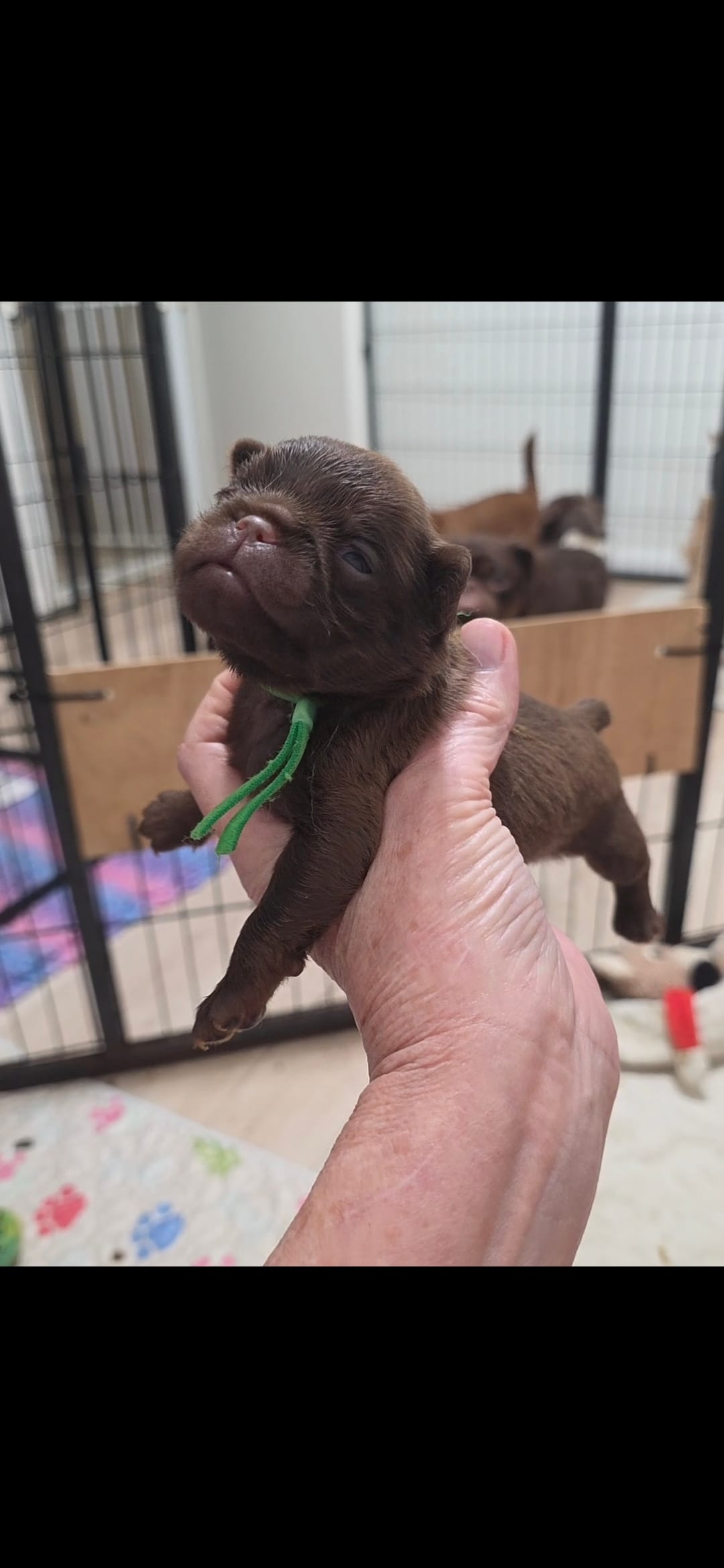 Smooth coat green boy chocolate  – Brussels Griffon puppy for sale in Murrieta, CA