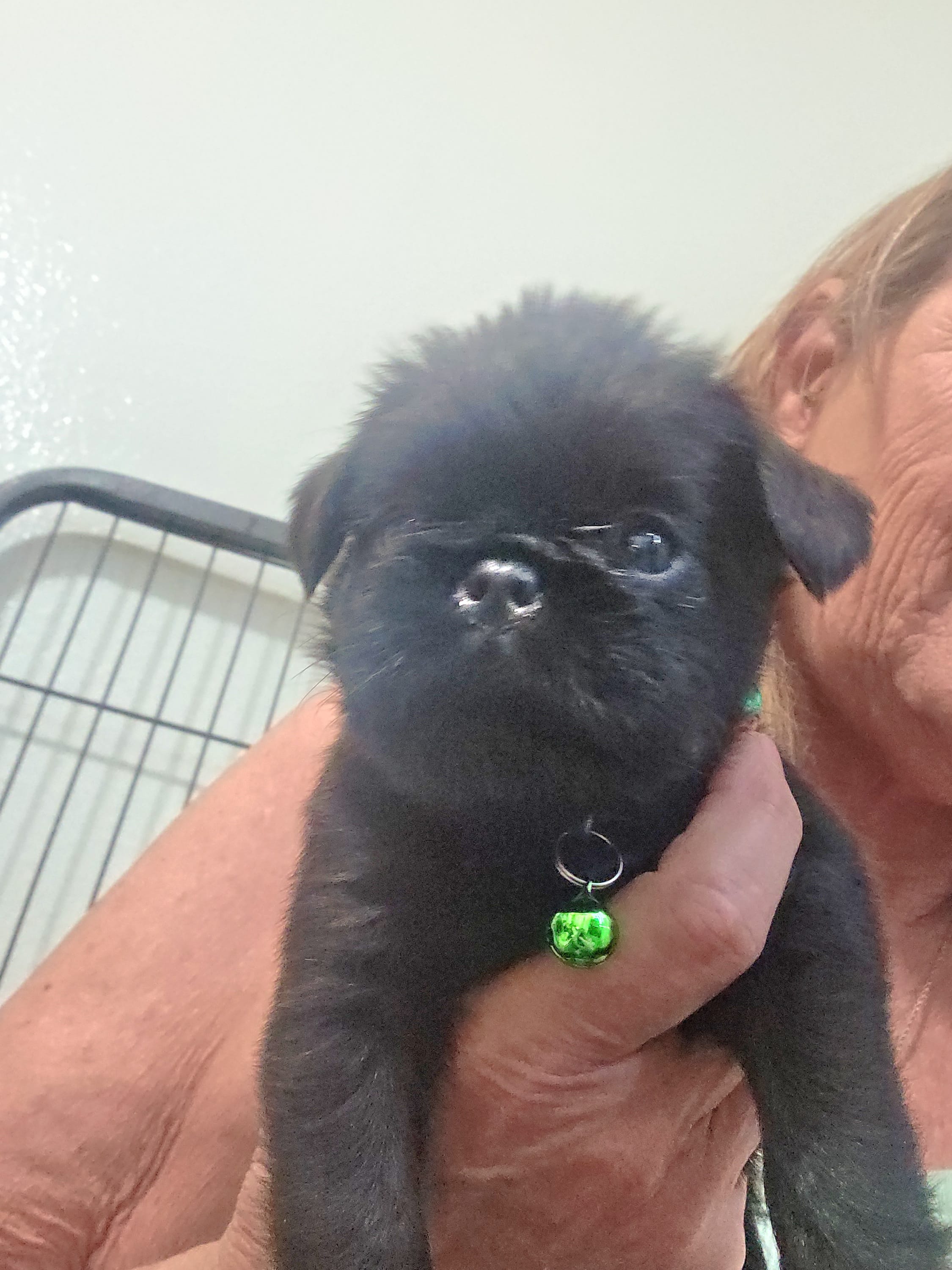 Green with tail – Brussels Griffon puppy for sale in Murrieta, CA