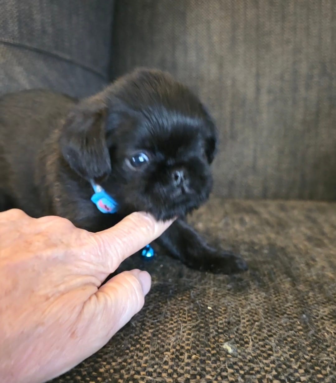 Male 1 – Brussels Griffon puppy for sale in Murrieta, CA