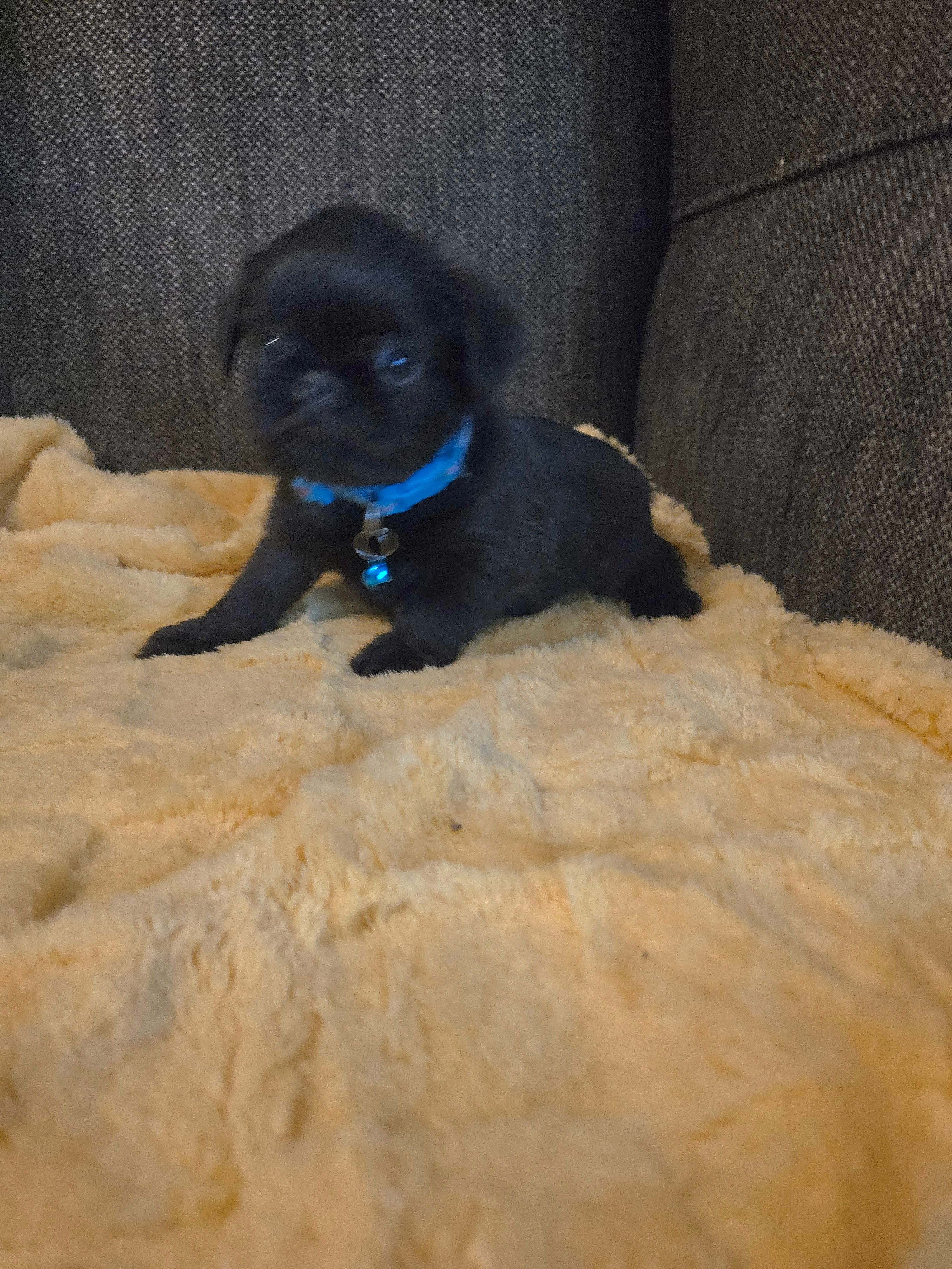 Blue collar – Brussels Griffon puppy for sale in Murrieta, CA