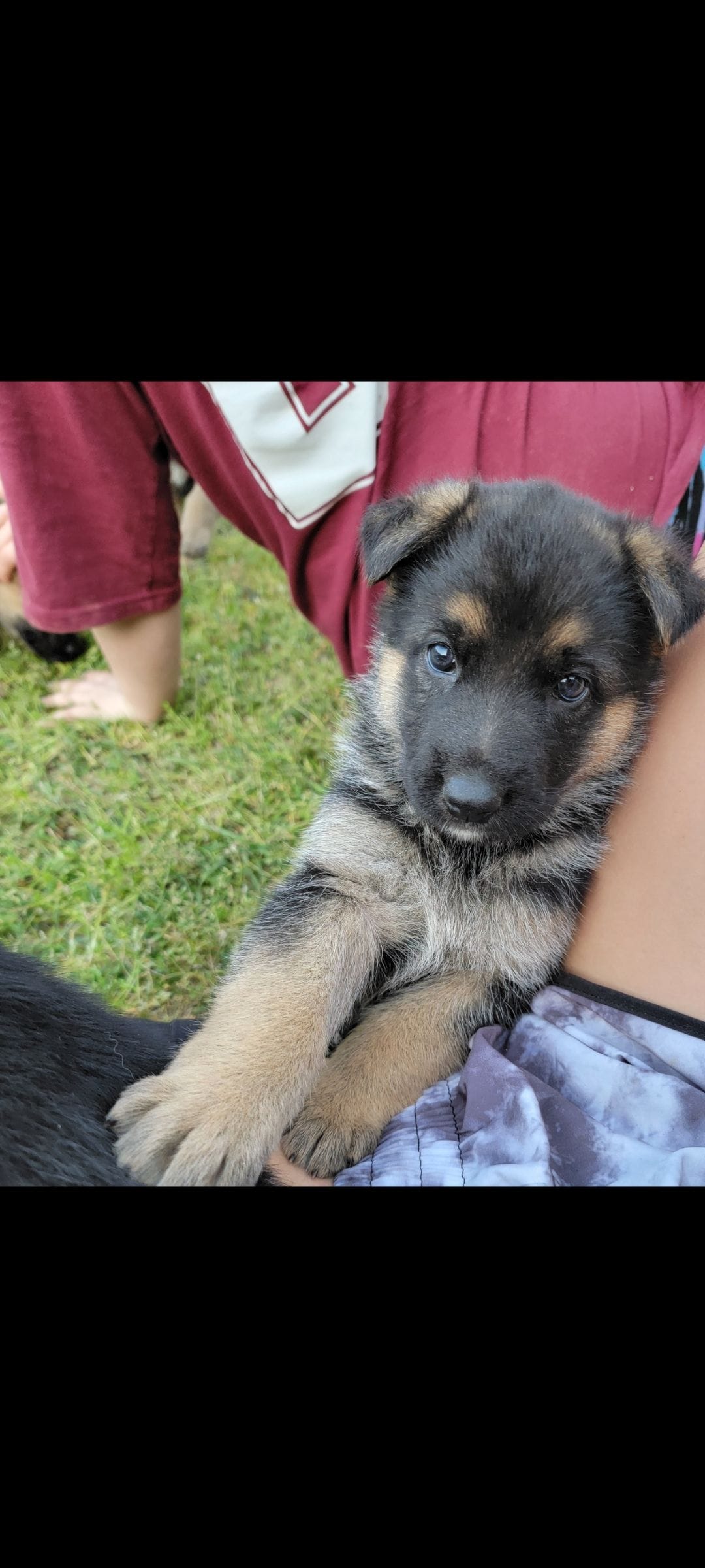 Chocolate – German Shepherd Dog puppy for sale in Florence, SC