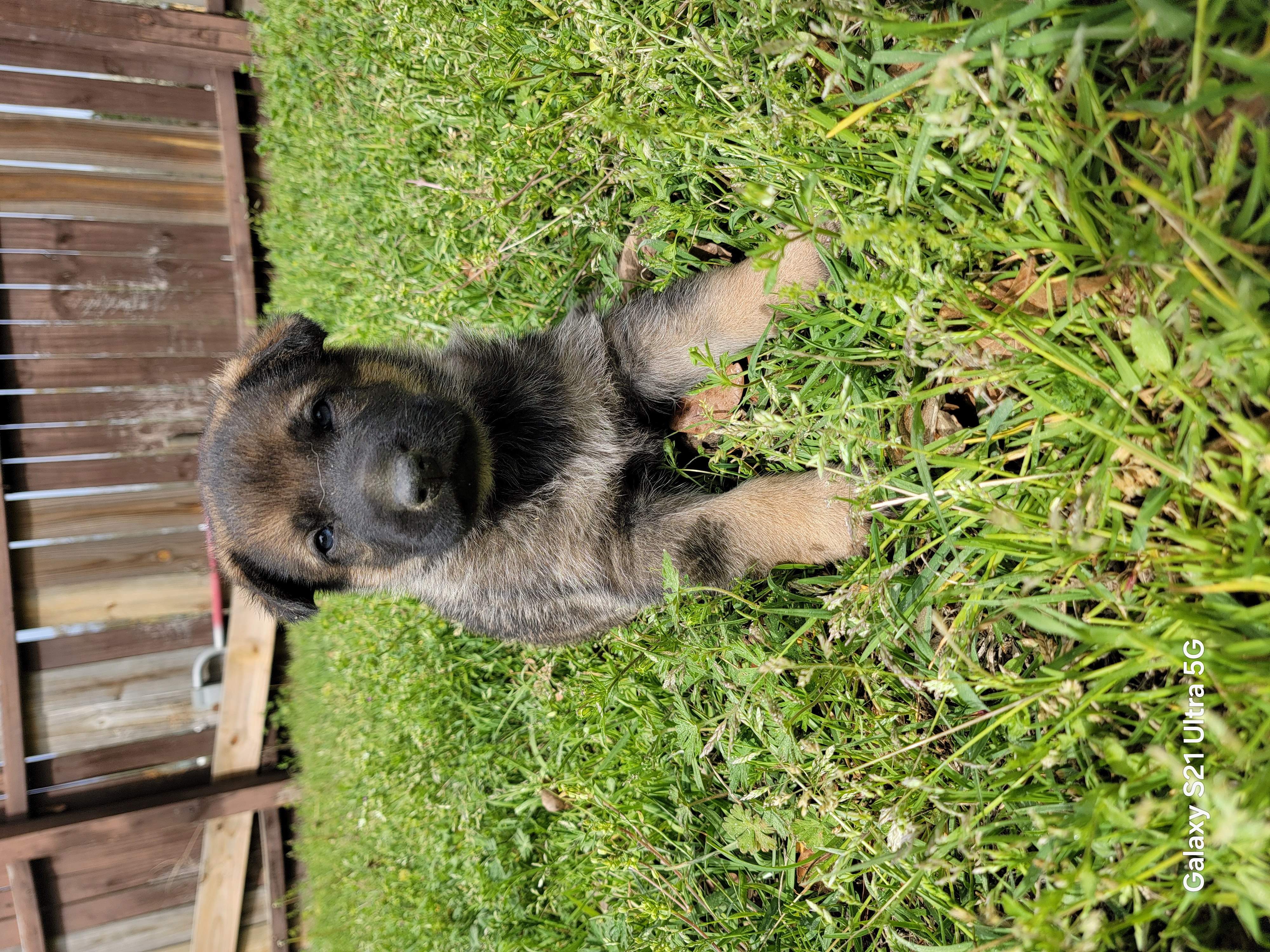 Puppy 2 – German Shepherd Dog puppy for sale in Florence, SC
