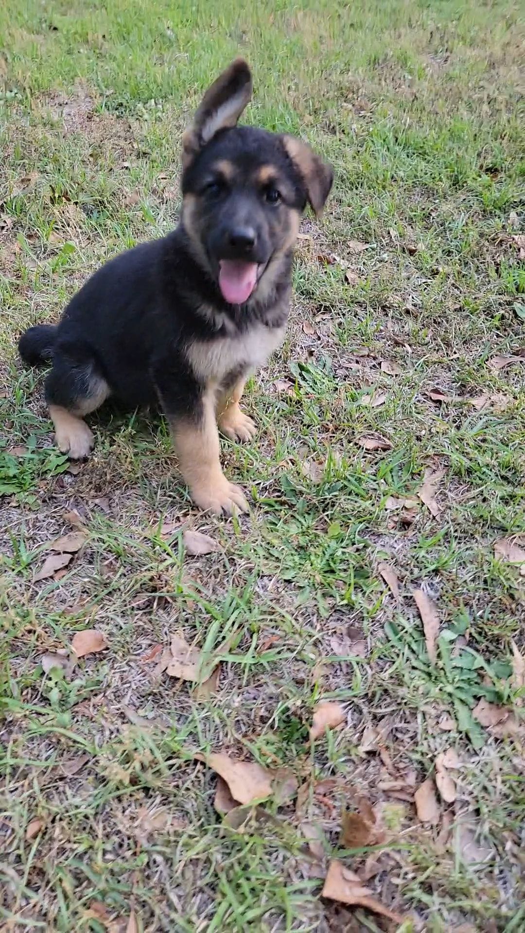 Pup – German Shepherd Dog puppy for sale in Florence, SC