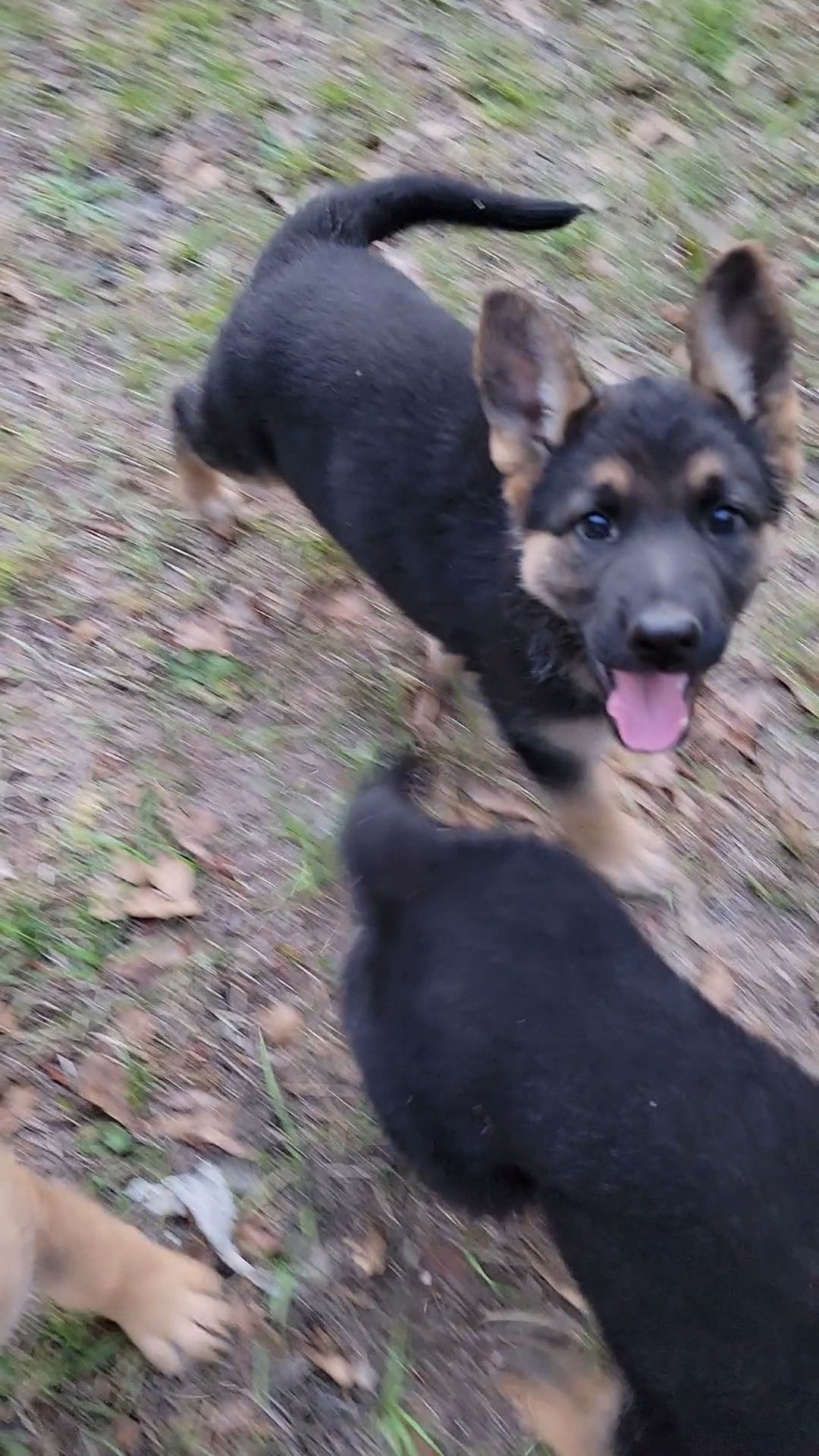 Chocolate – German Shepherd Dog puppy for sale in Florence, SC