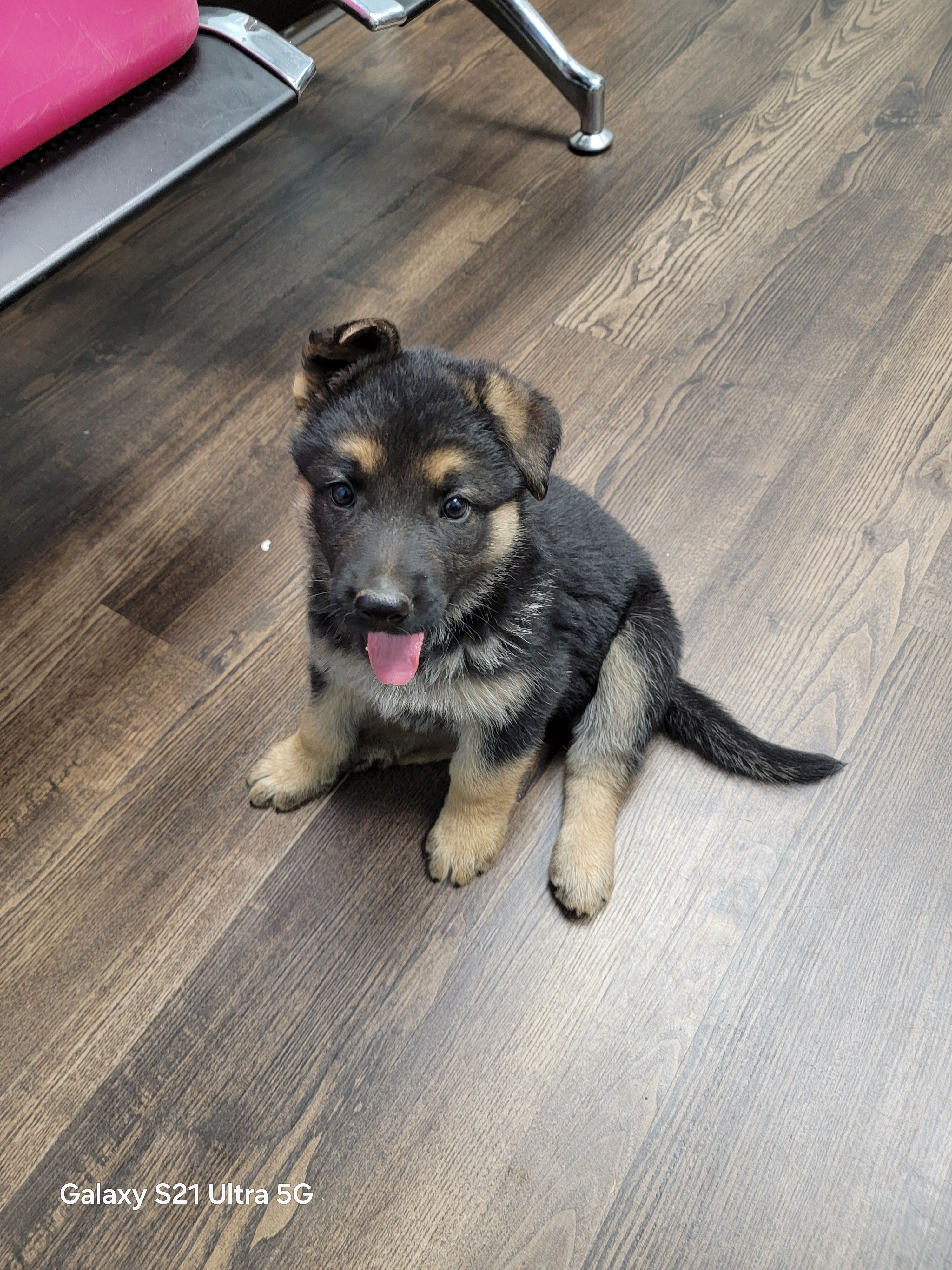 Pup – German Shepherd Dog puppy for sale in Florence, SC