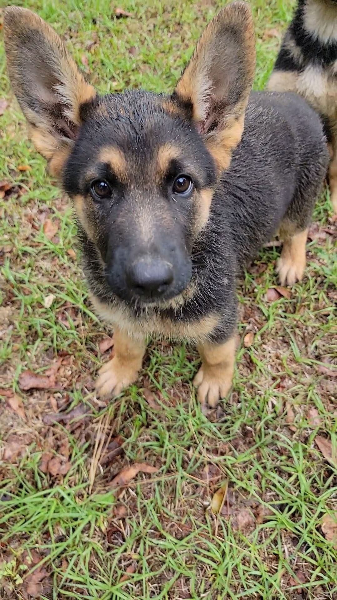 Luna – German Shepherd Dog puppy for sale in Florence, SC