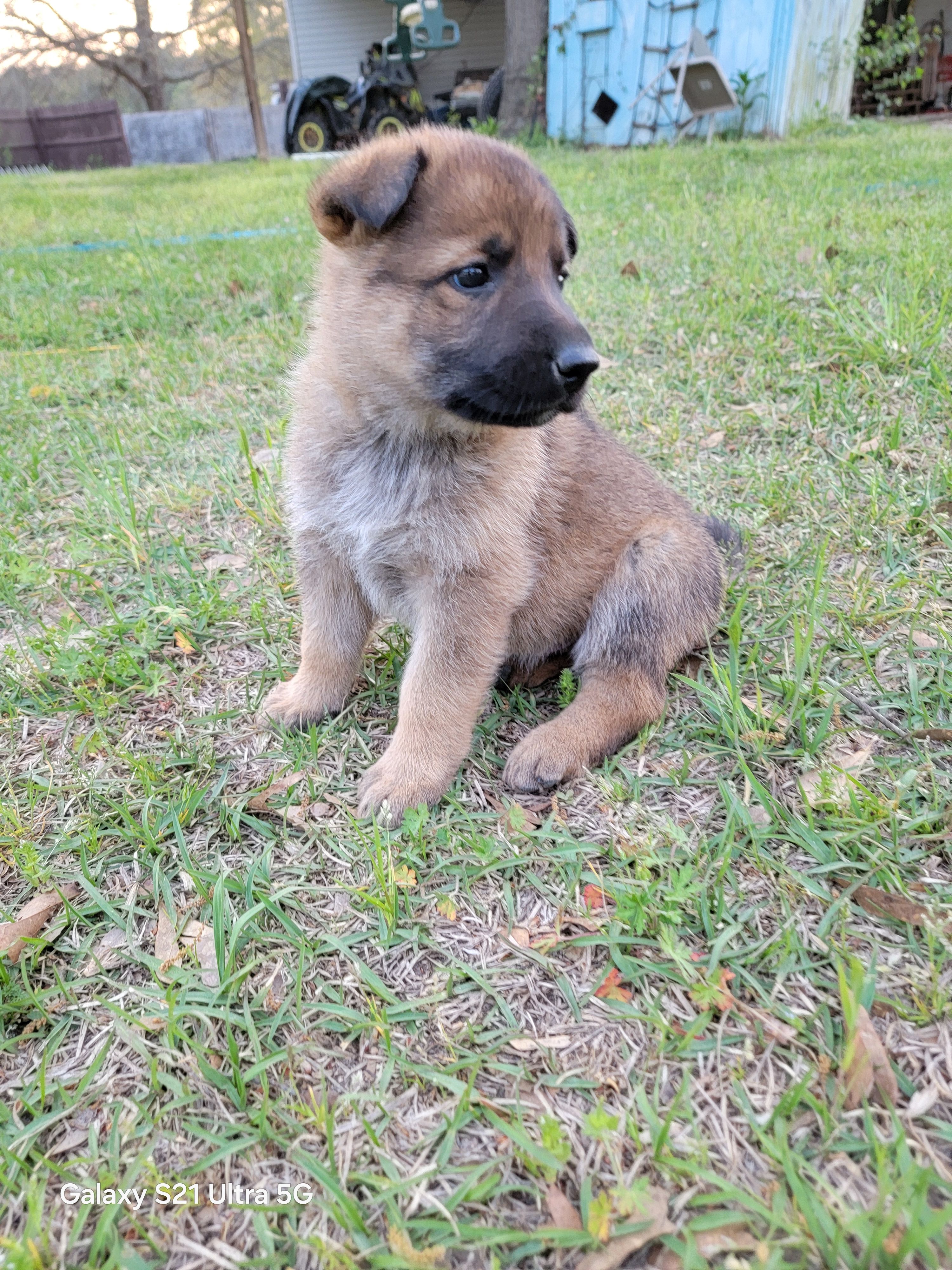Shiloh – German Shepherd Dog puppy for sale in Florence, SC