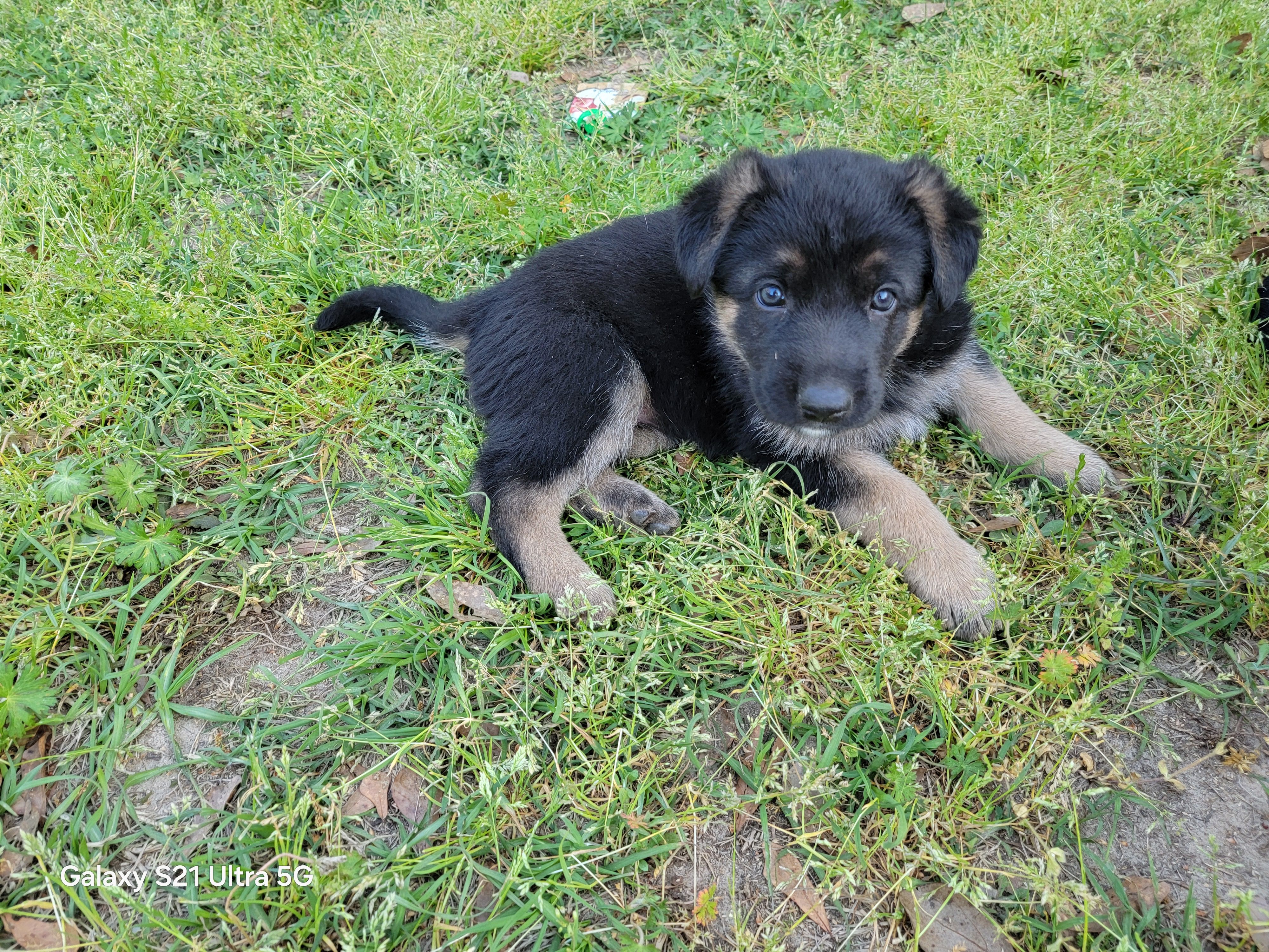 Bear – German Shepherd Dog puppy for sale in Florence, SC