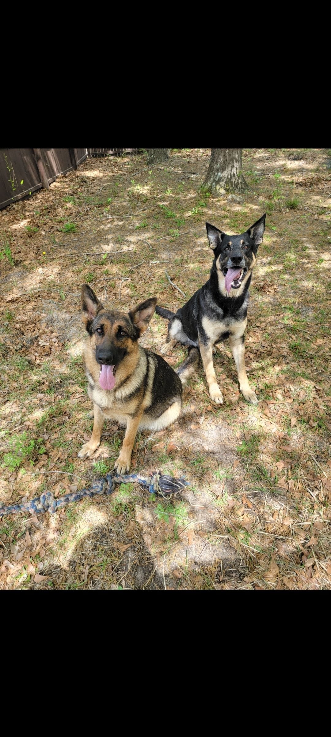 Pup, a male German Shepherd Dog for sale in Florence, SC – Photo 2 of 2