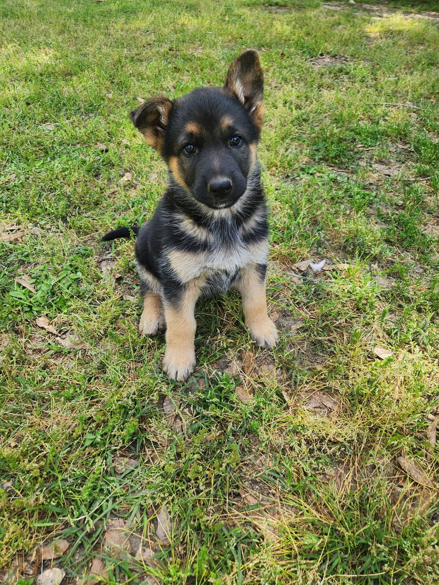 Luna, a female German Shepherd Dog for sale in Florence, SC – Photo 2 of 2