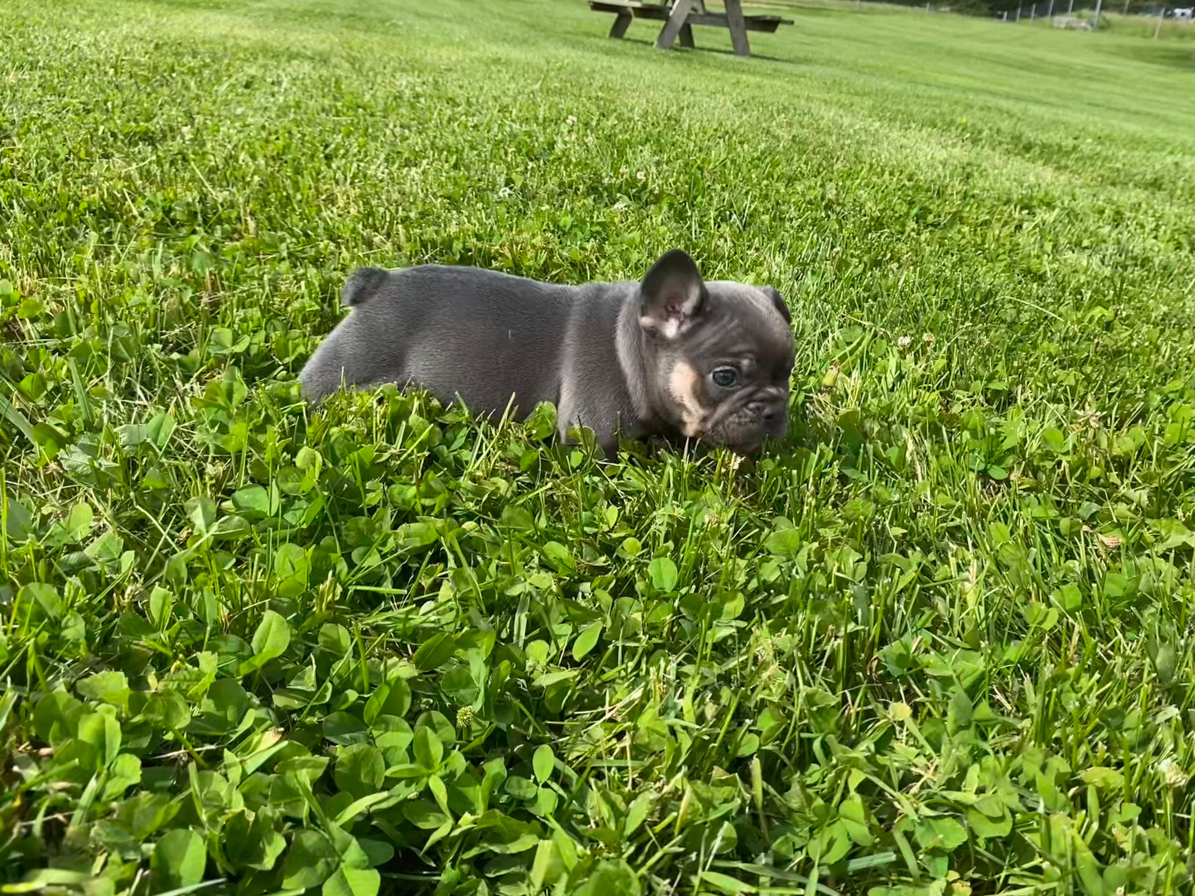 Blue Princess  – French Bulldog puppy for sale in Worthington, IN