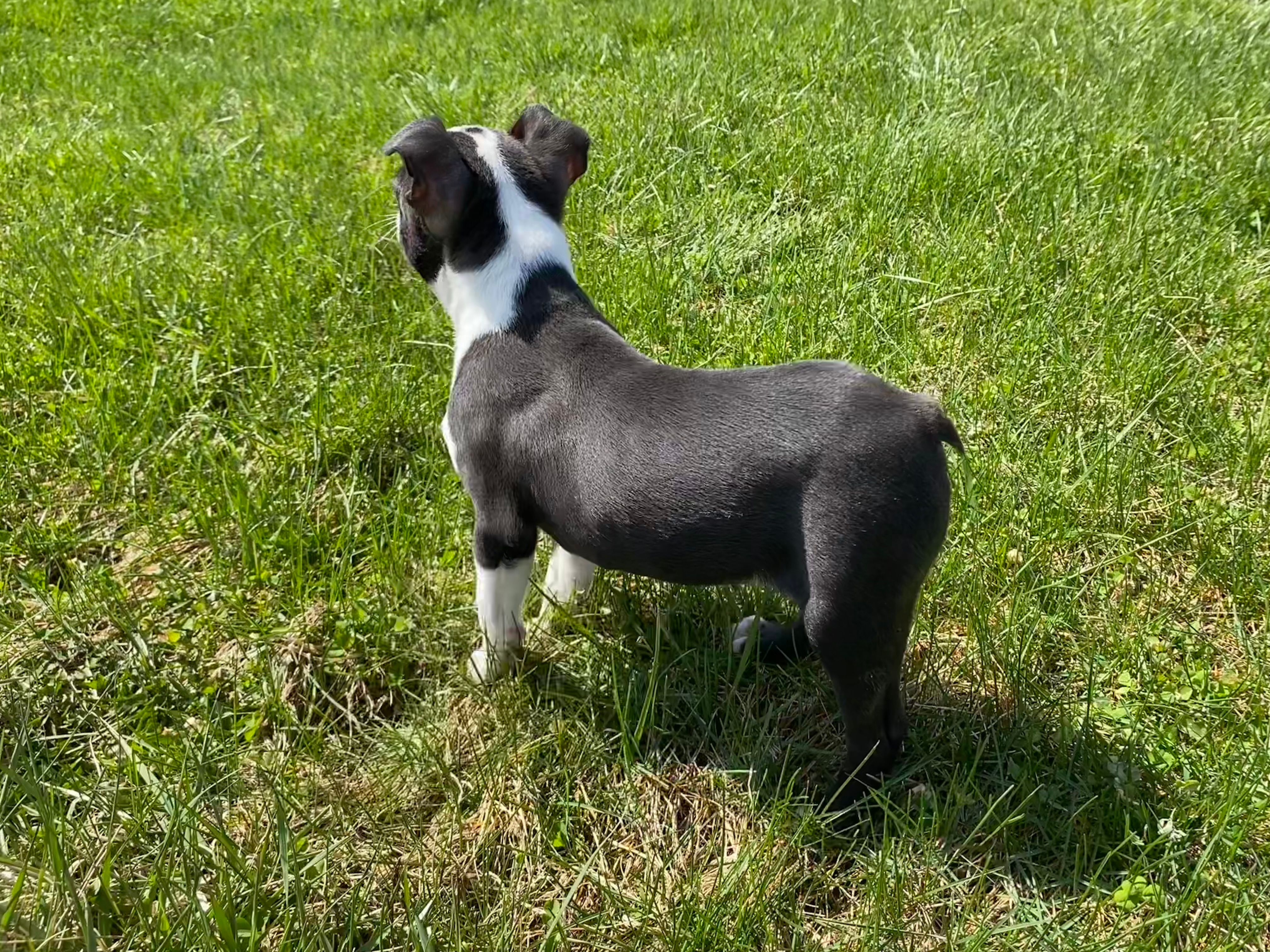 Max – Boston Terrier puppy for sale in Worthington, IN