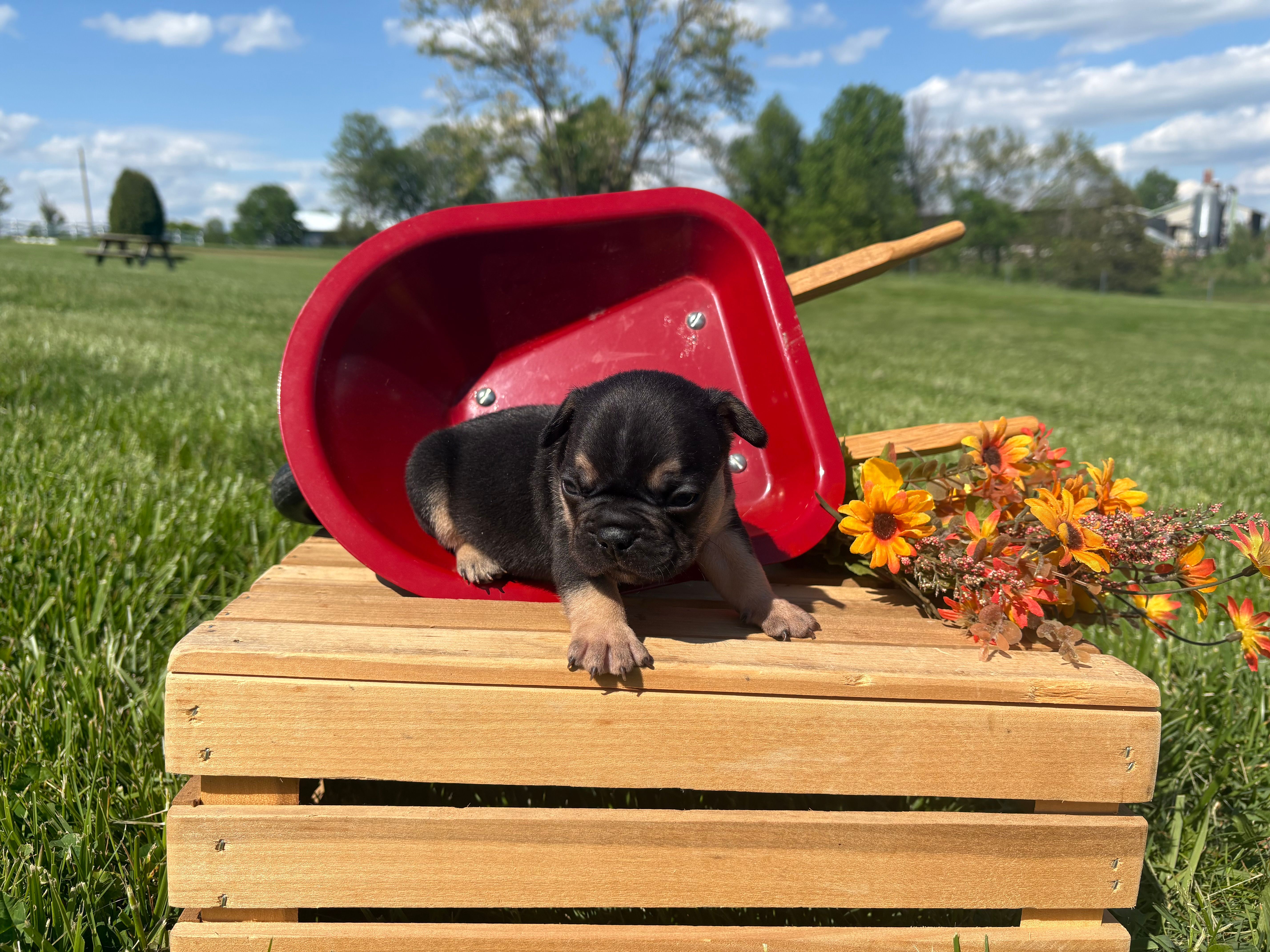 Midnight  – French Bulldog puppy for sale in Worthington, IN