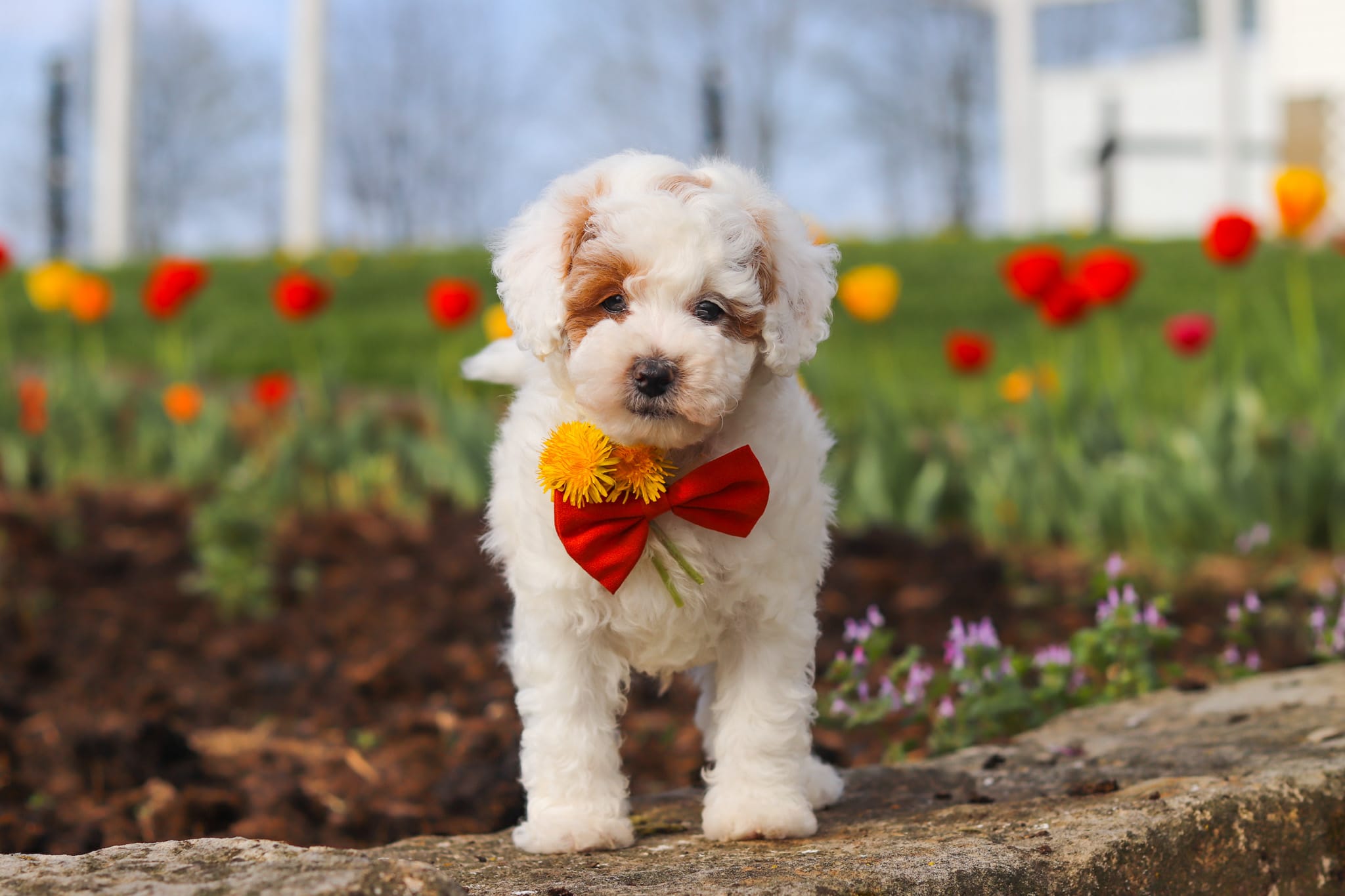 Charles – Poodle - Miniature  puppy for sale in Sugarcreek, OH