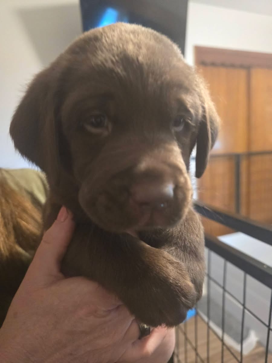 Male – Labrador Retriever puppy for sale in Lewiston, NY