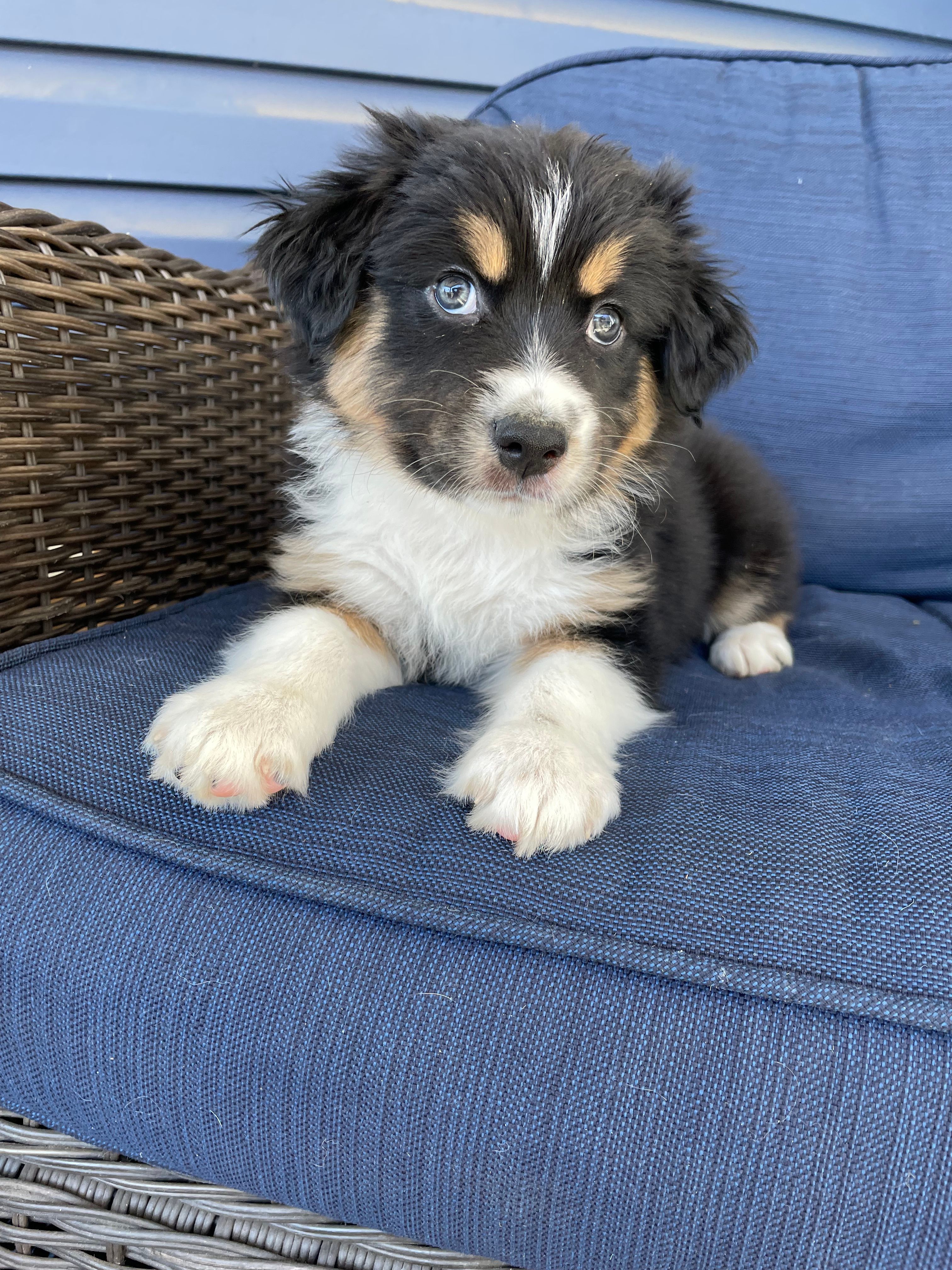 Eddie  – Australian Shepherd puppy for sale in Landenberg, PA
